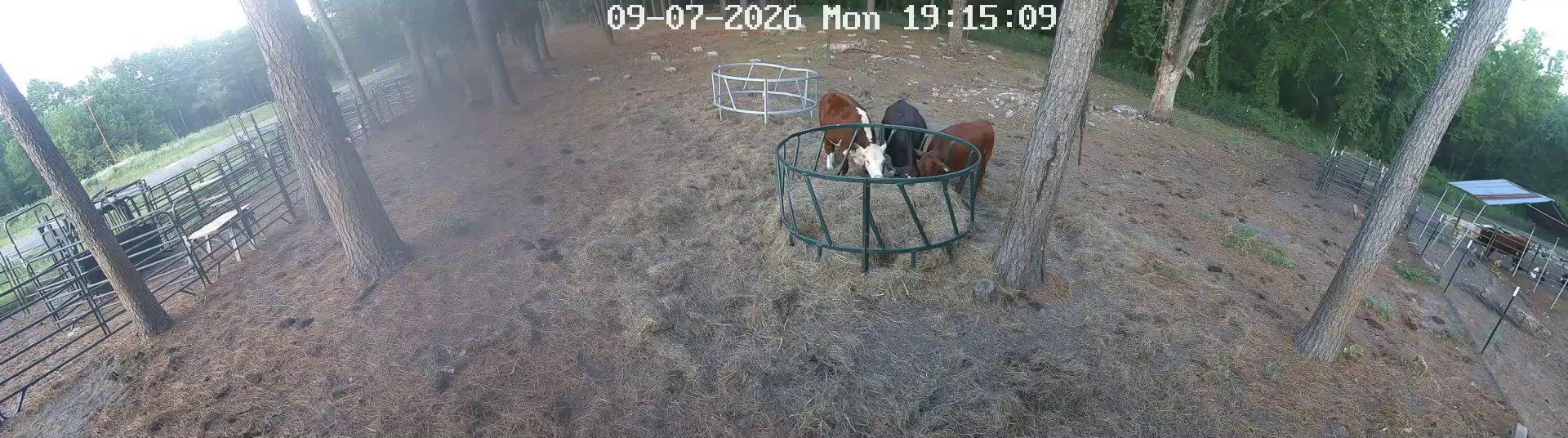 Four cows hoggin' hay ring