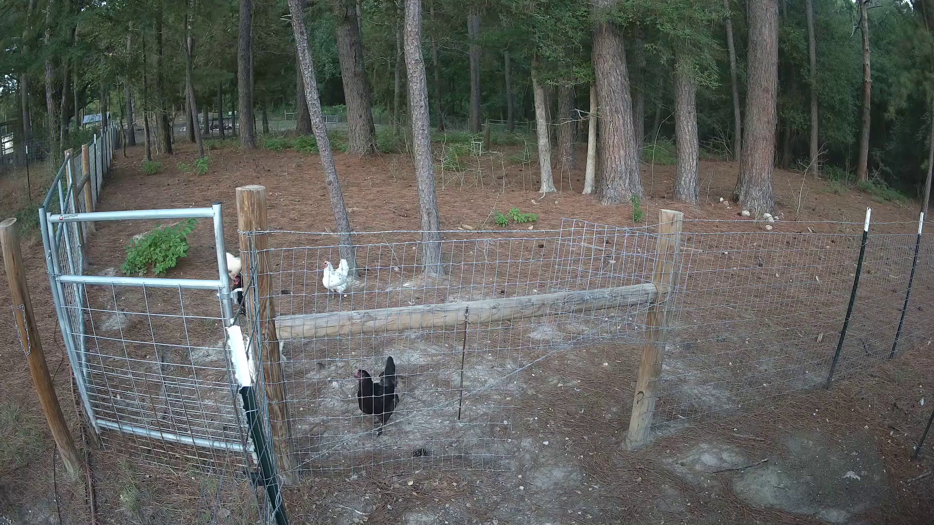 Hens moseyin' the fence line