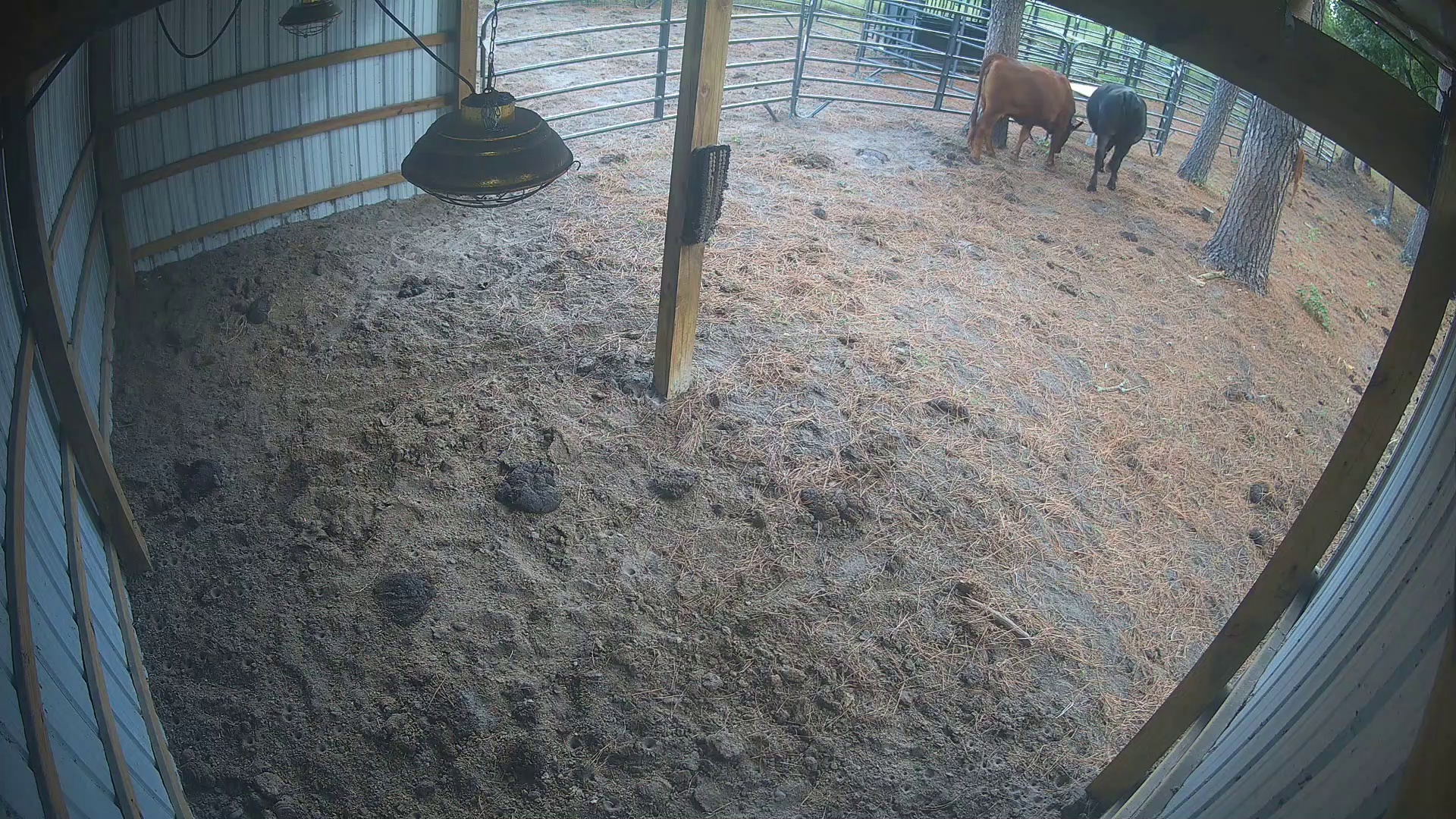 Cows loitering past the barn