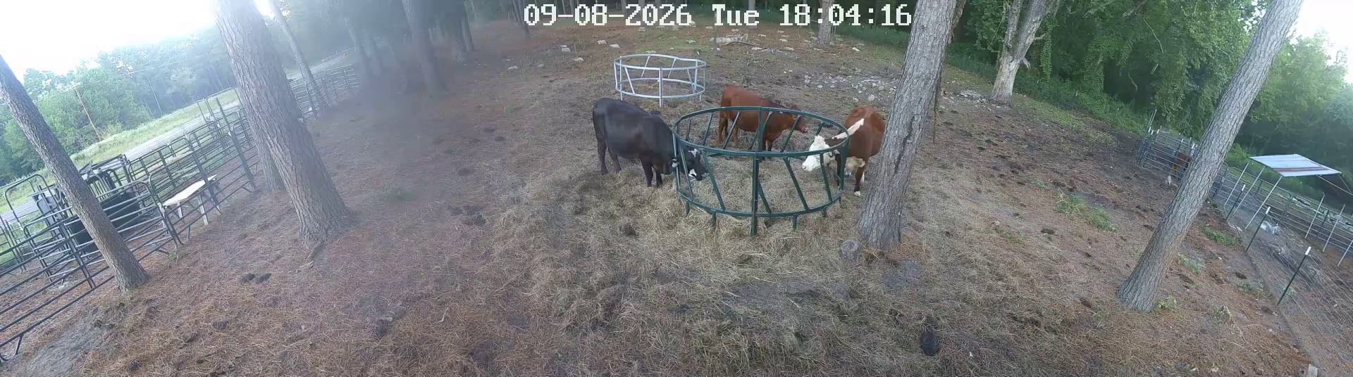 Hay ring's got three customers
