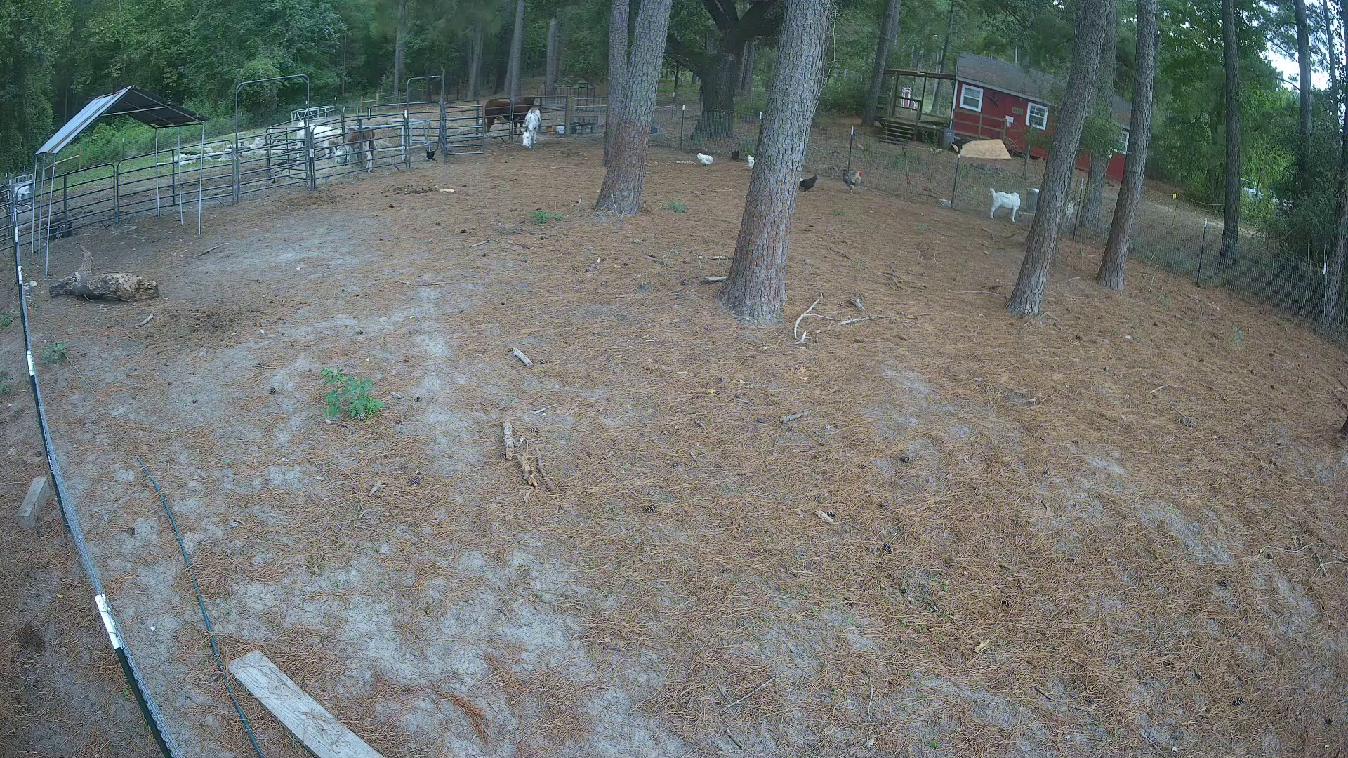Goat, cows, chickens everywhere