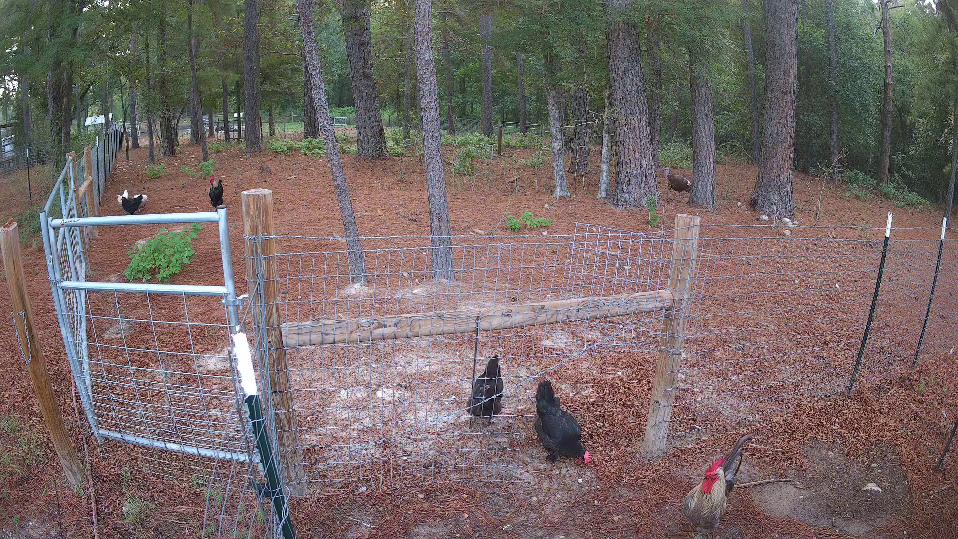 Turkey crashed the chicken party