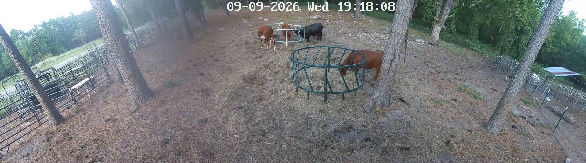 Cows working them hay rings