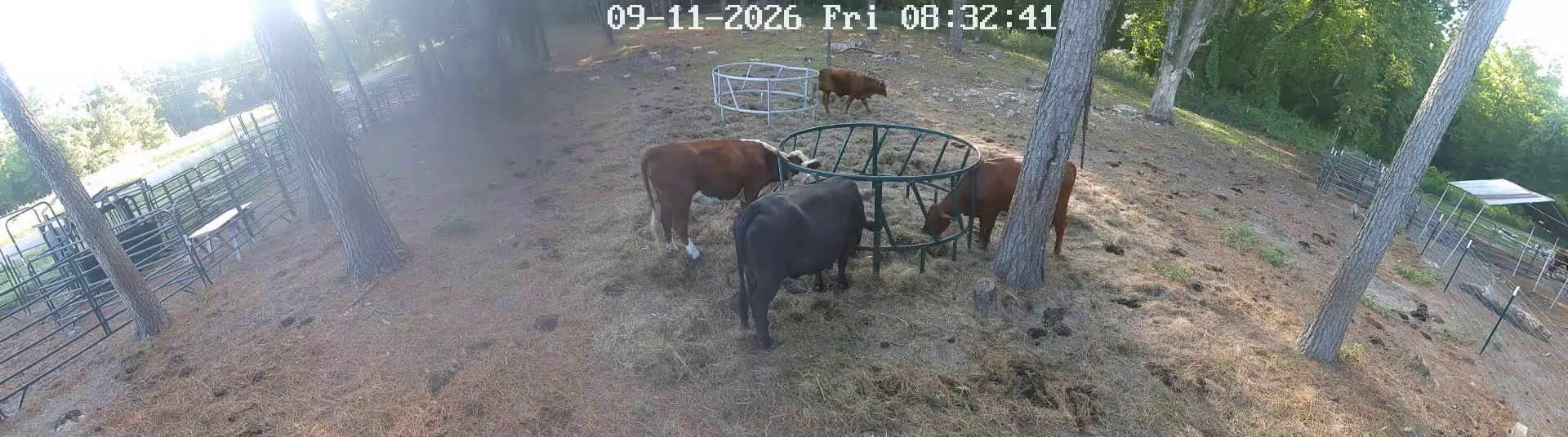 Four cows at the hay ring
