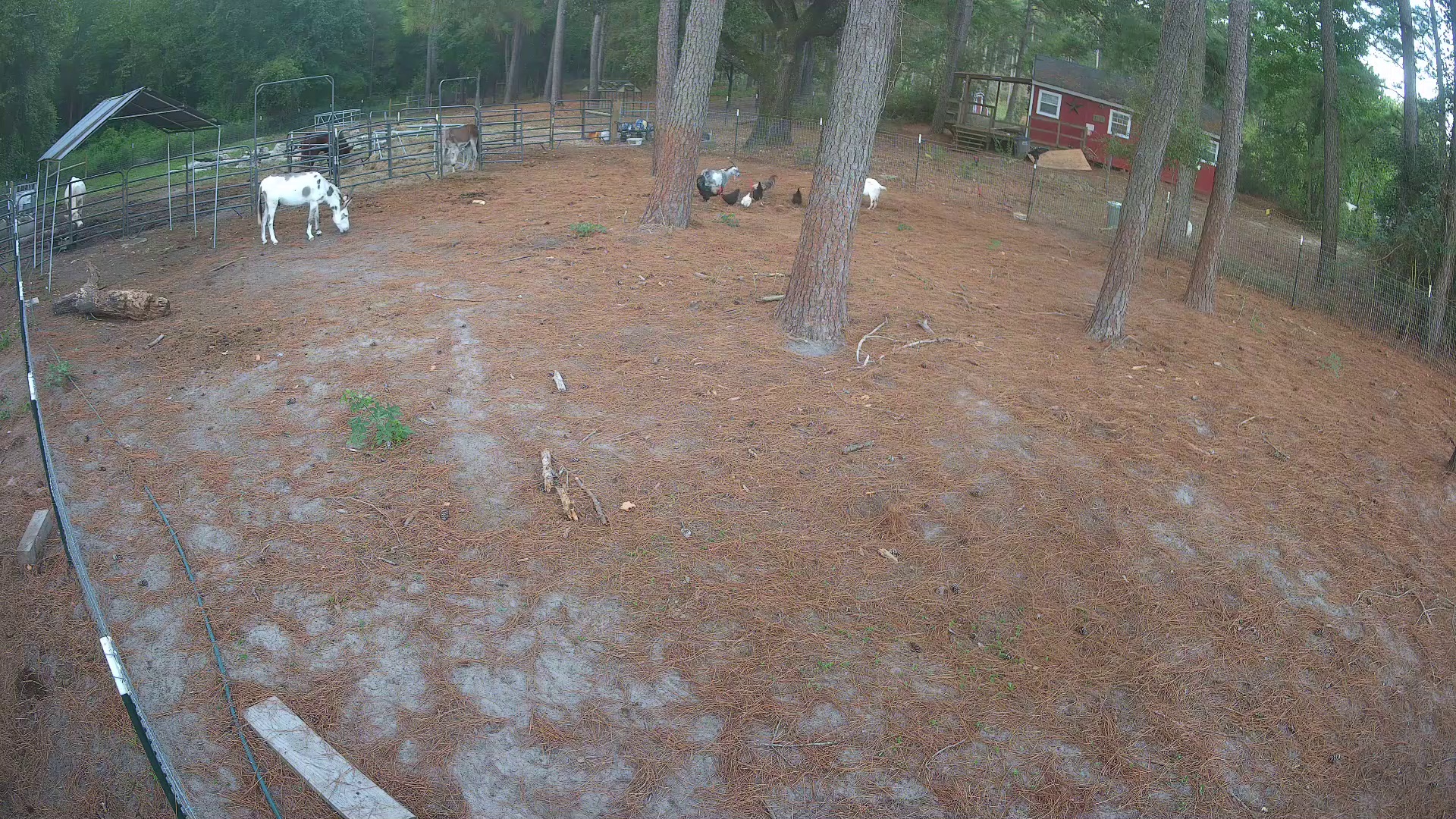Spotted donkey and morning critters