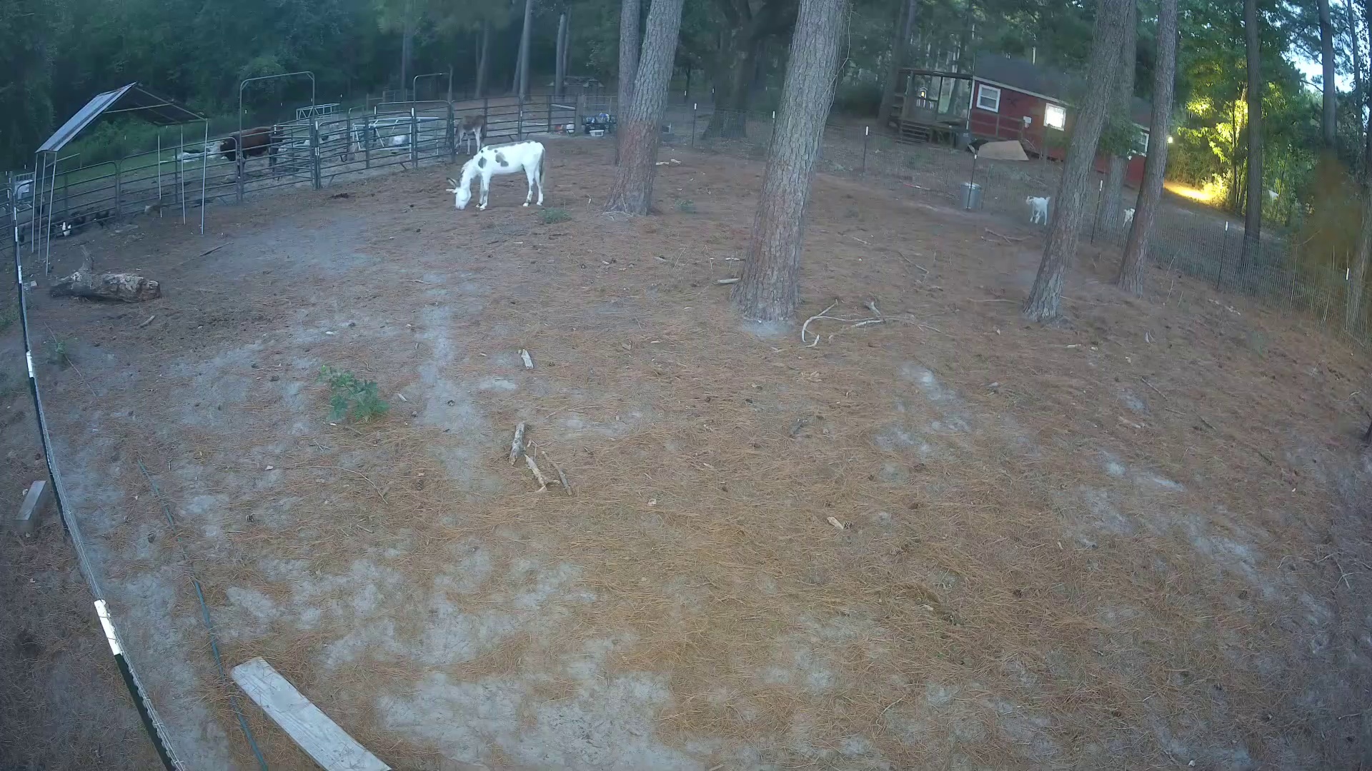 Donkey grazing, goat watching