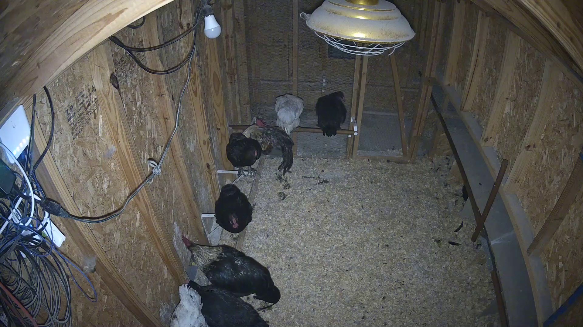 Coop's packed before sunrise
