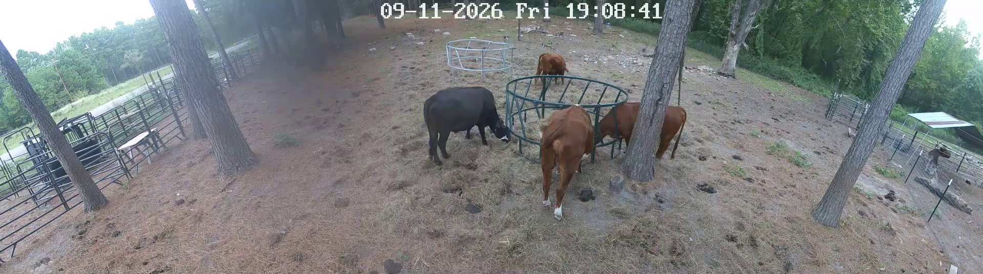 Hay ring's got four customers