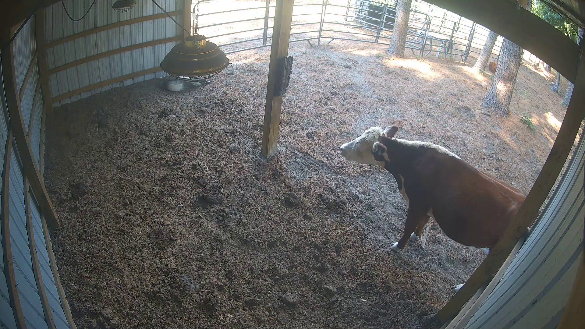 Barn cow posing like royalty