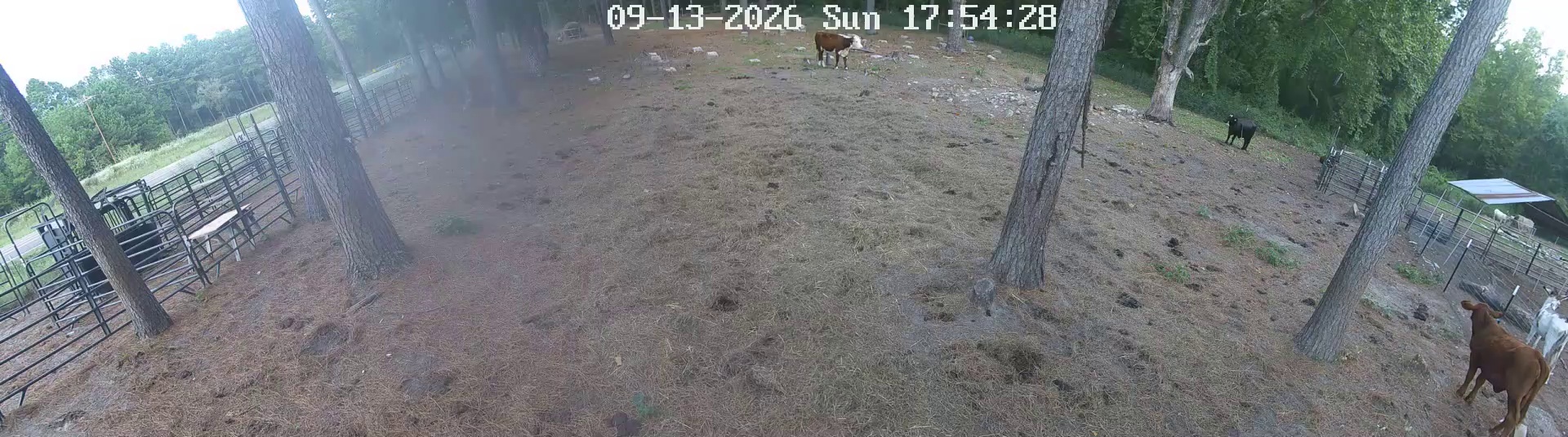 Cows standing, kicked up dust