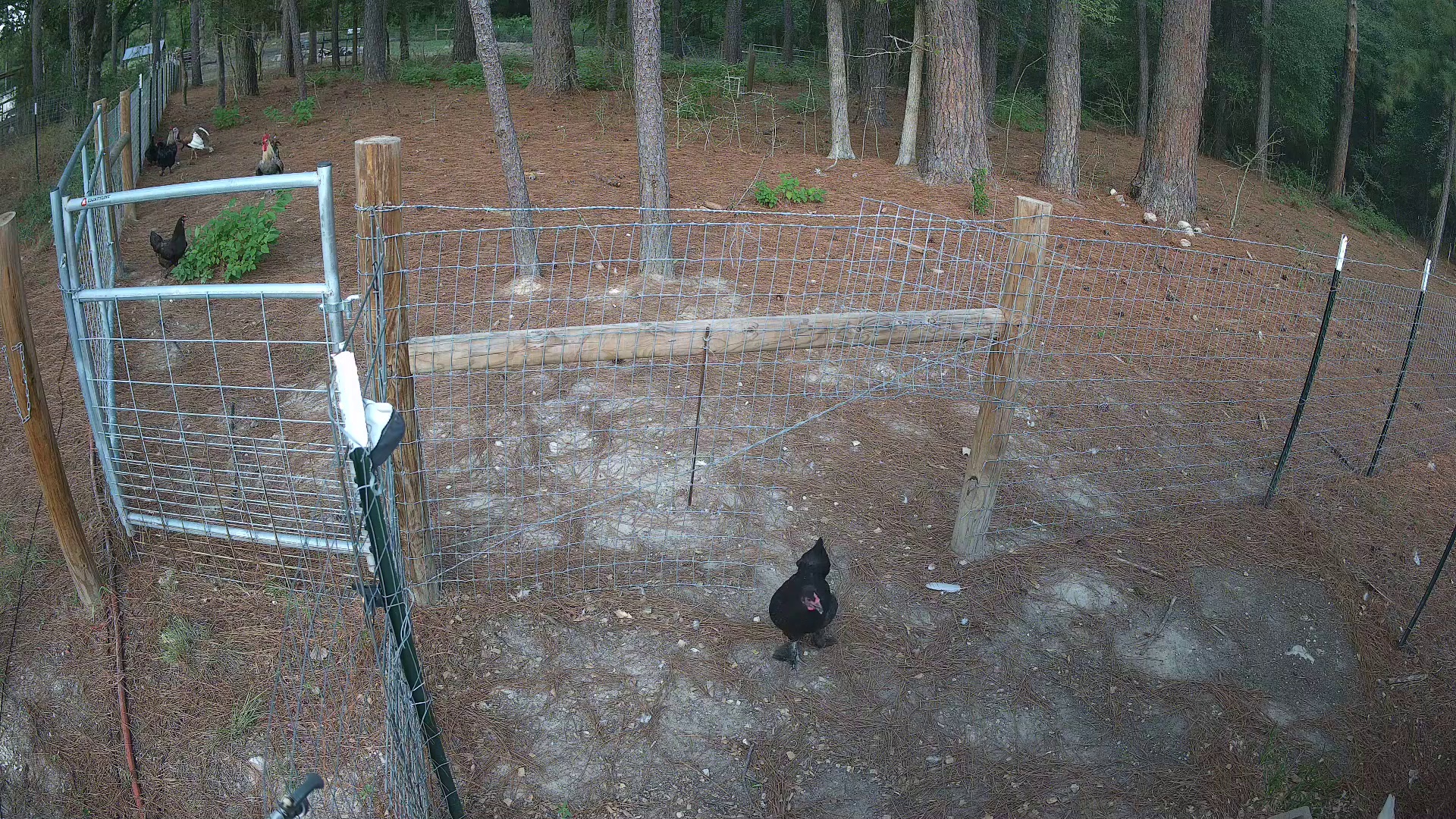 Hen staring the camera down