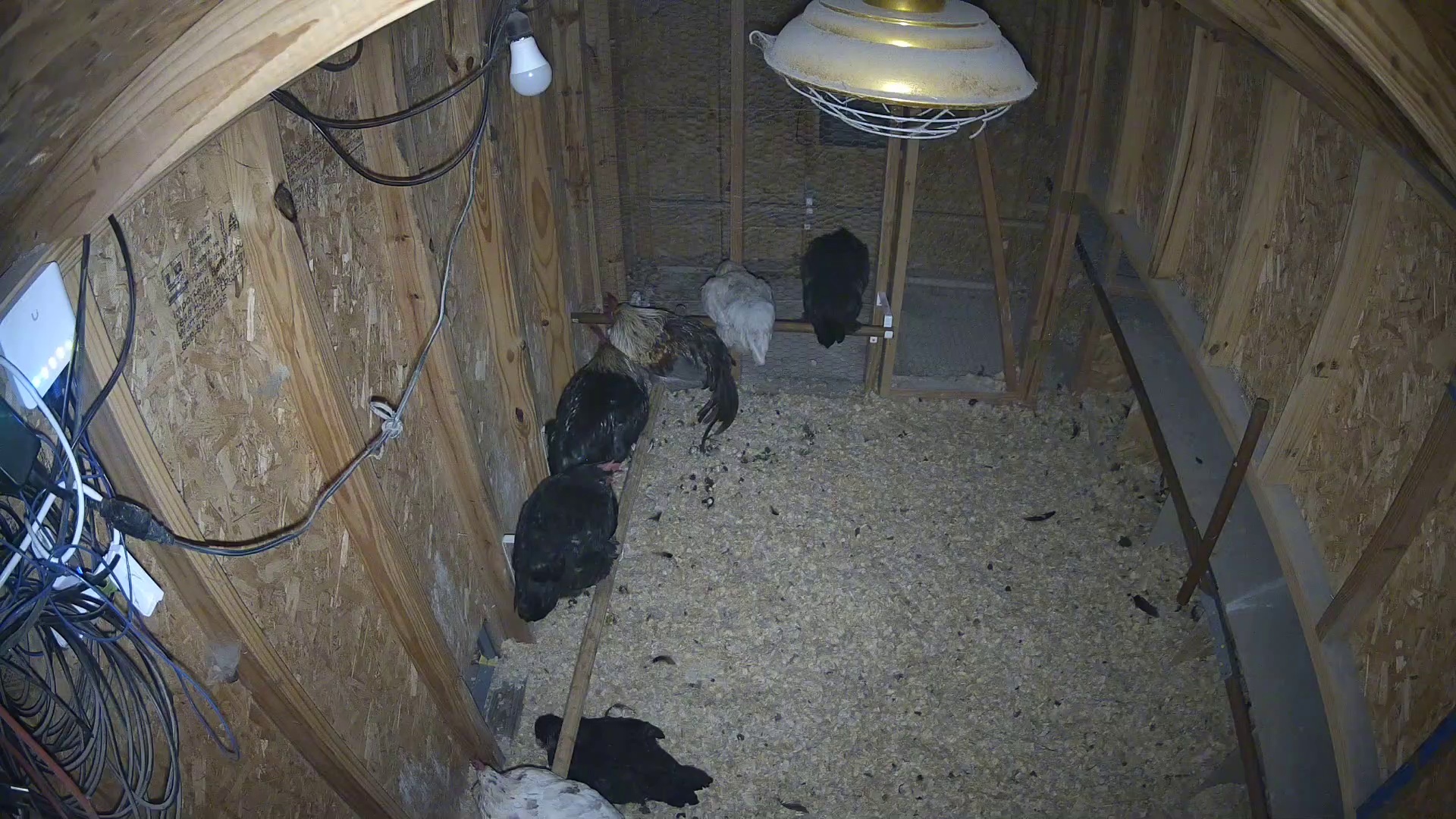 Dawn roost, nobody punching out