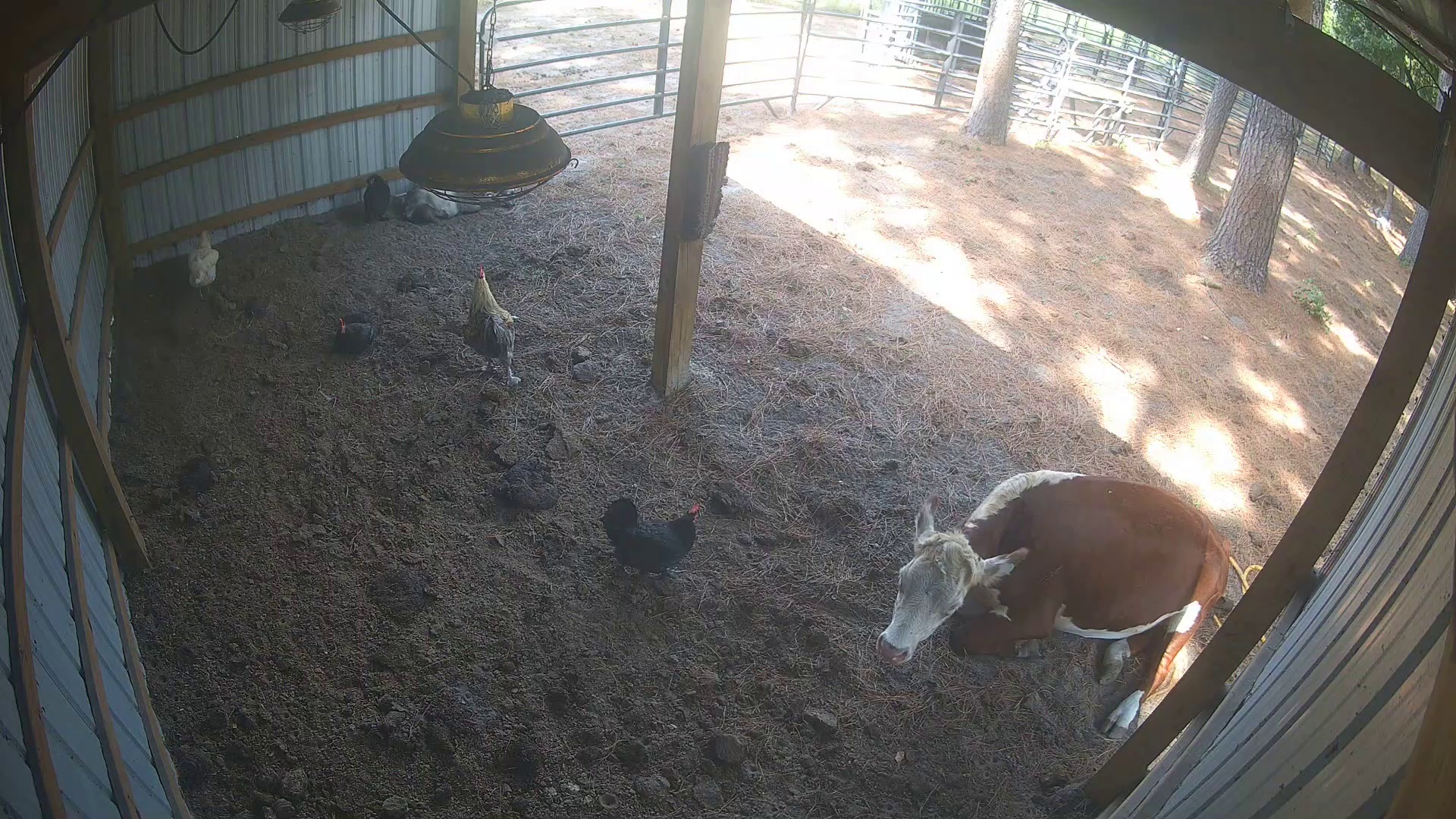 Cow napping, chickens on patrol