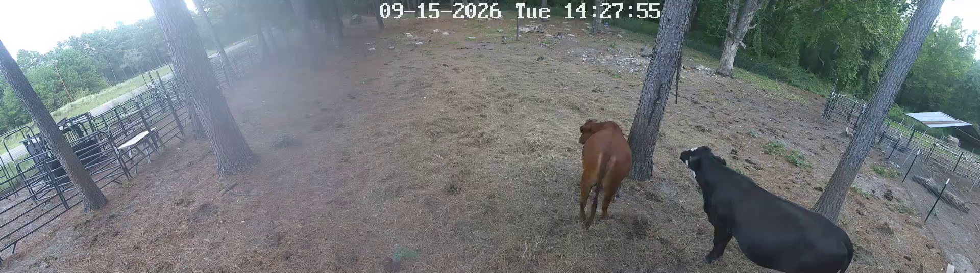 Two cows kicked up dust