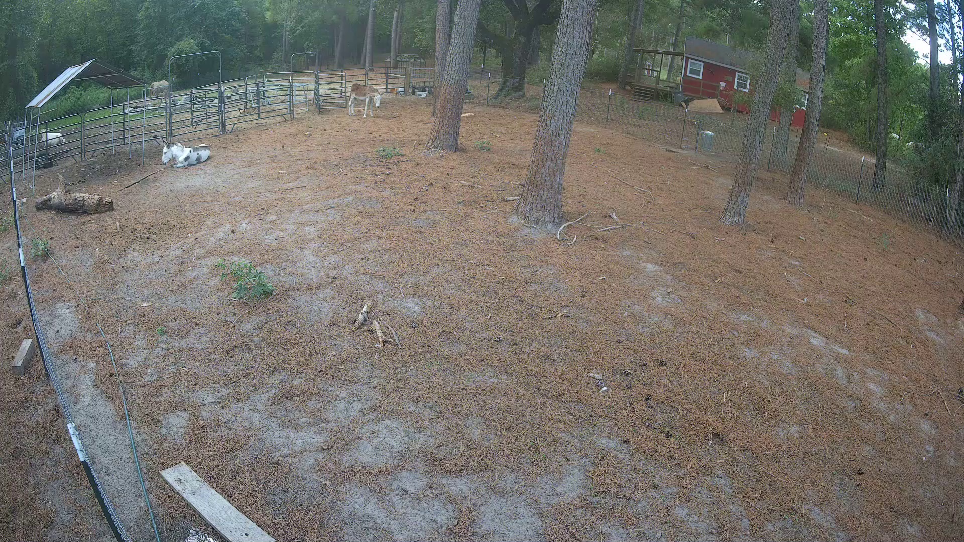 Donkeys loafing, nobody rushing