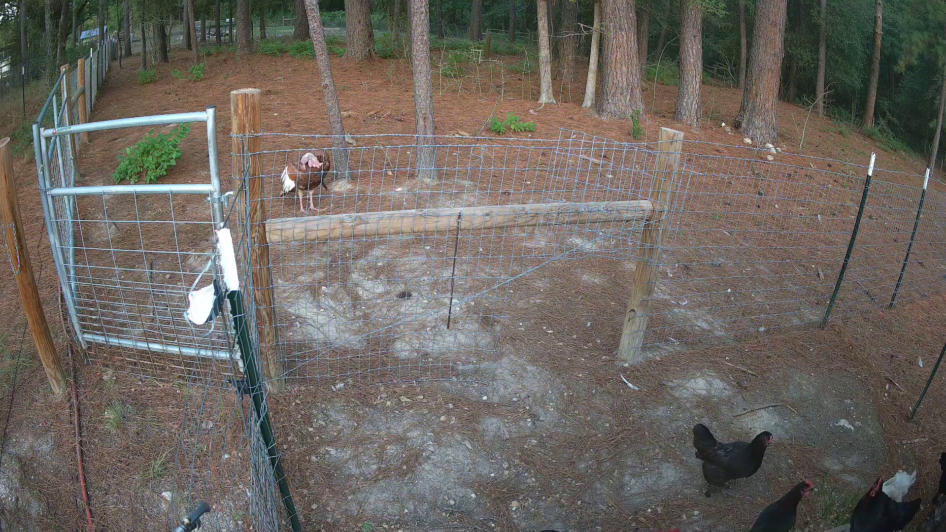 Turkey stands, hens scratch straw