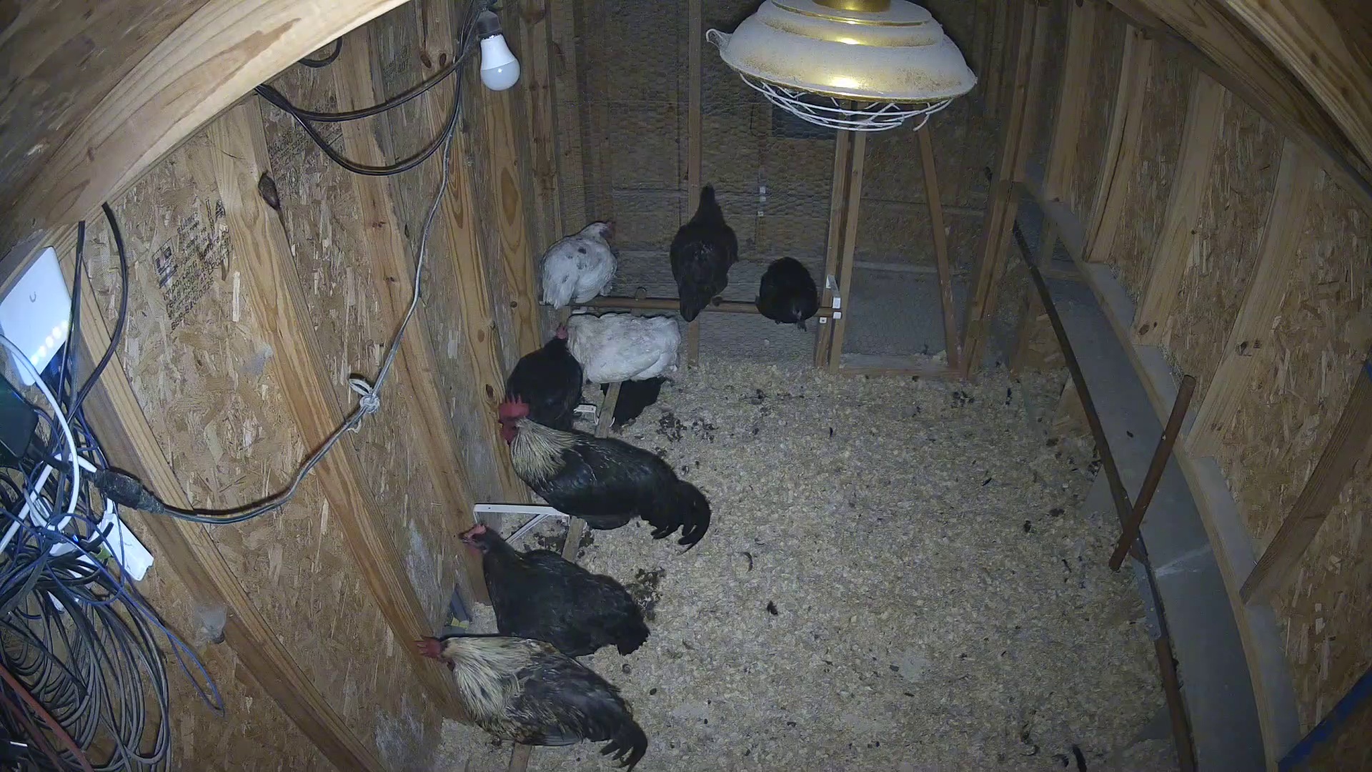 Coop crew already stirring