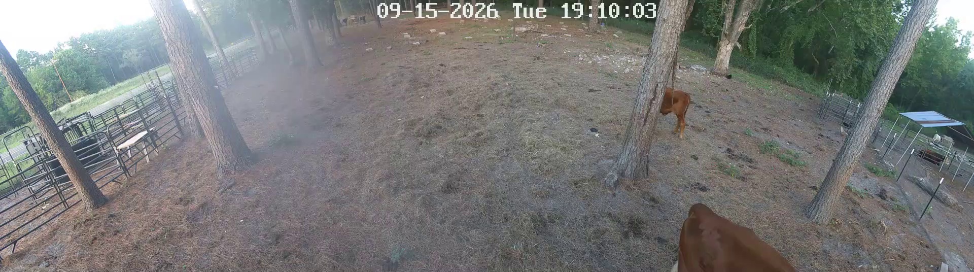 Cow walked into the shot