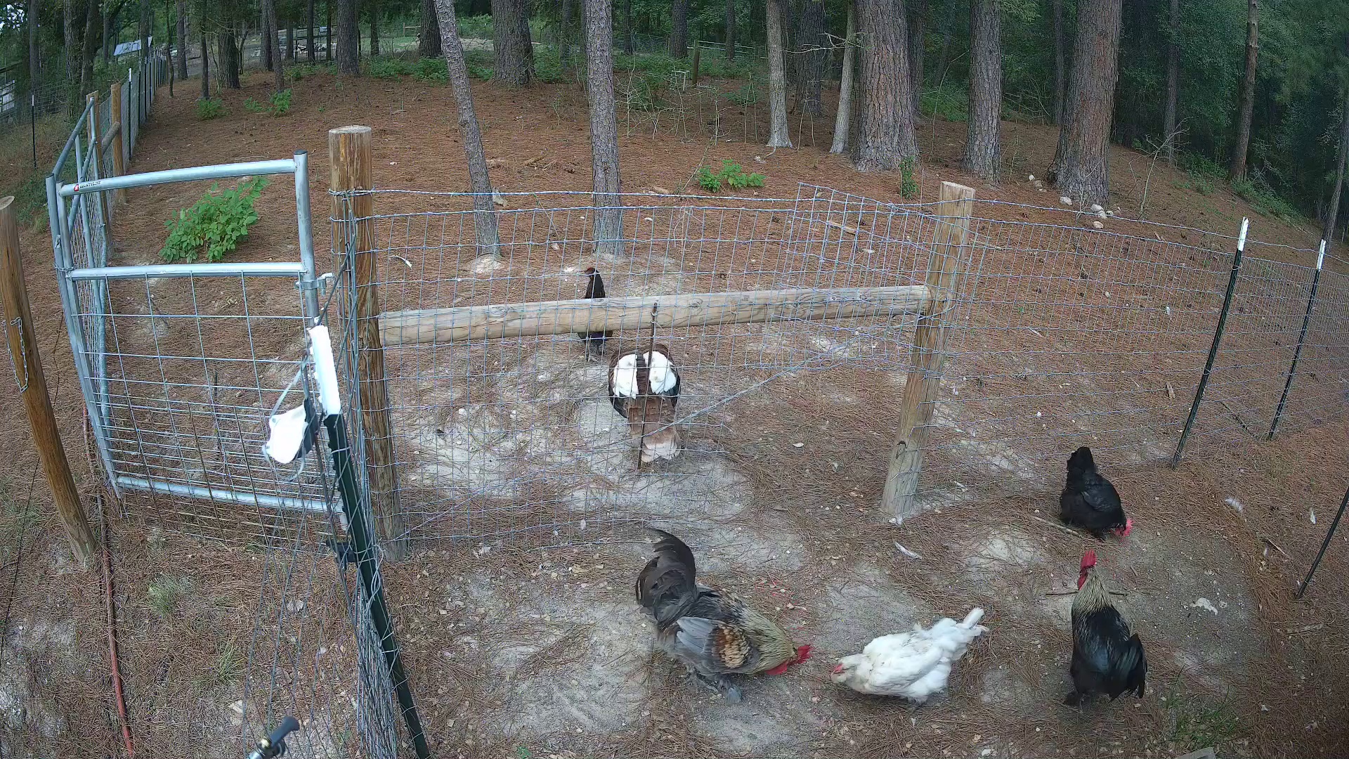Yard birds working the dirt