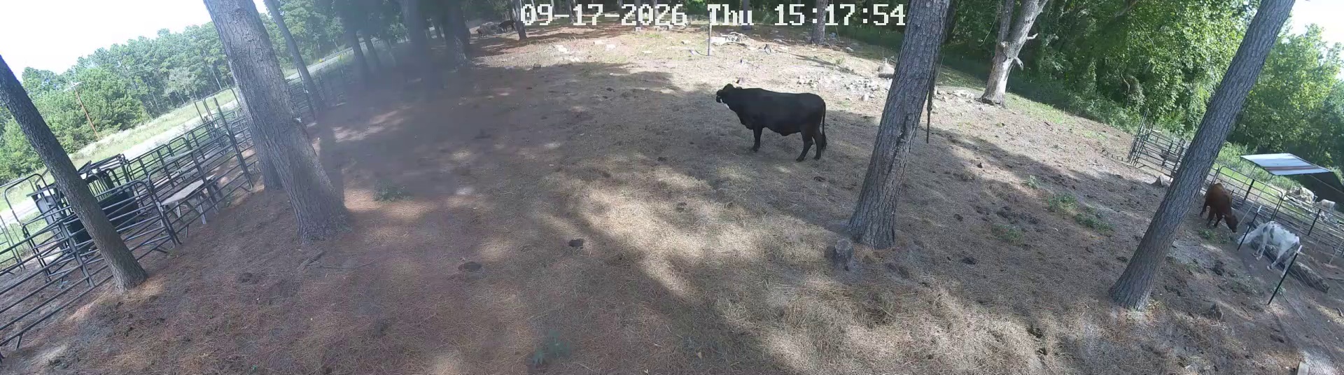 Three cows, no dust kicked