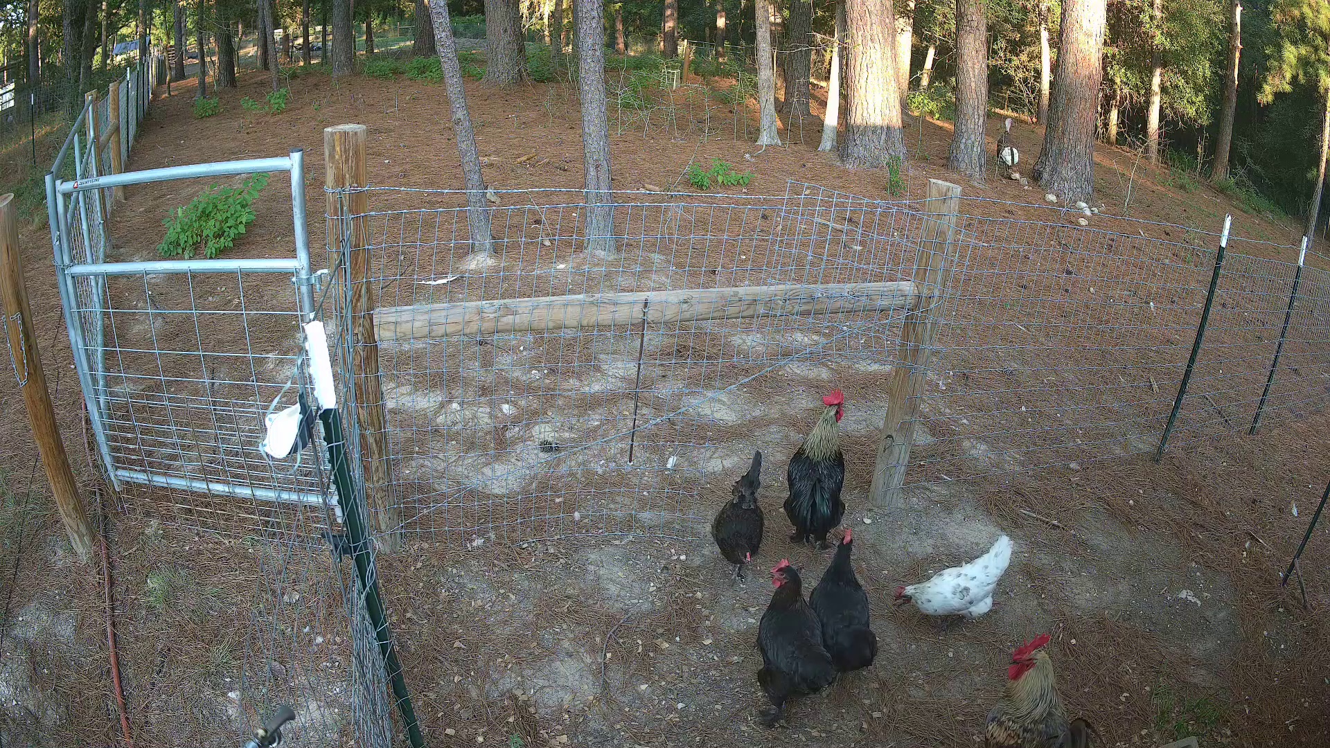 Chickens hanging by the fence