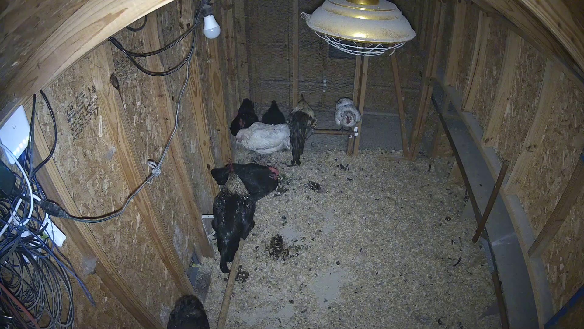 Chickens still inside this morning