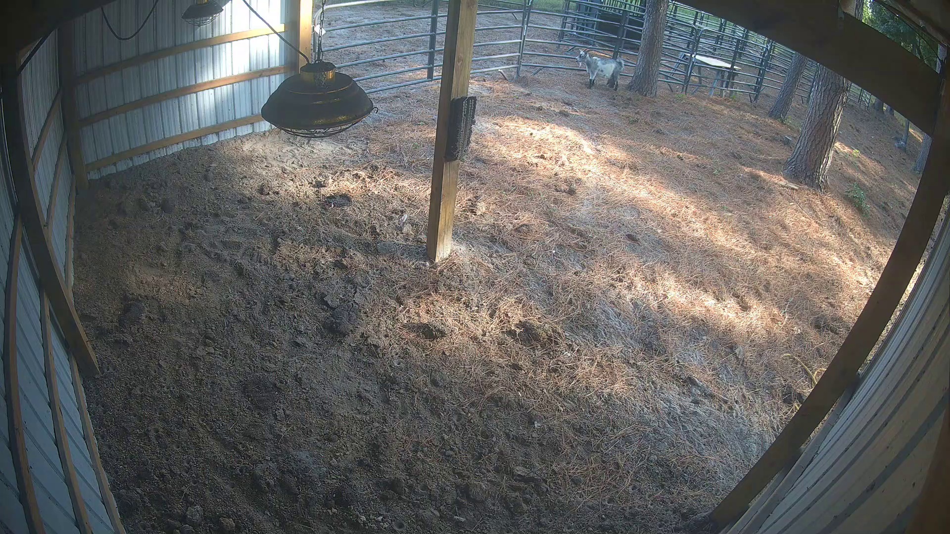 Lone goat, barn's empty