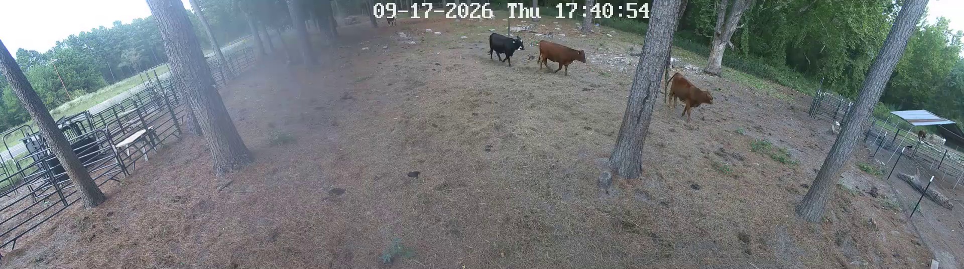 Three cows kicking up dust