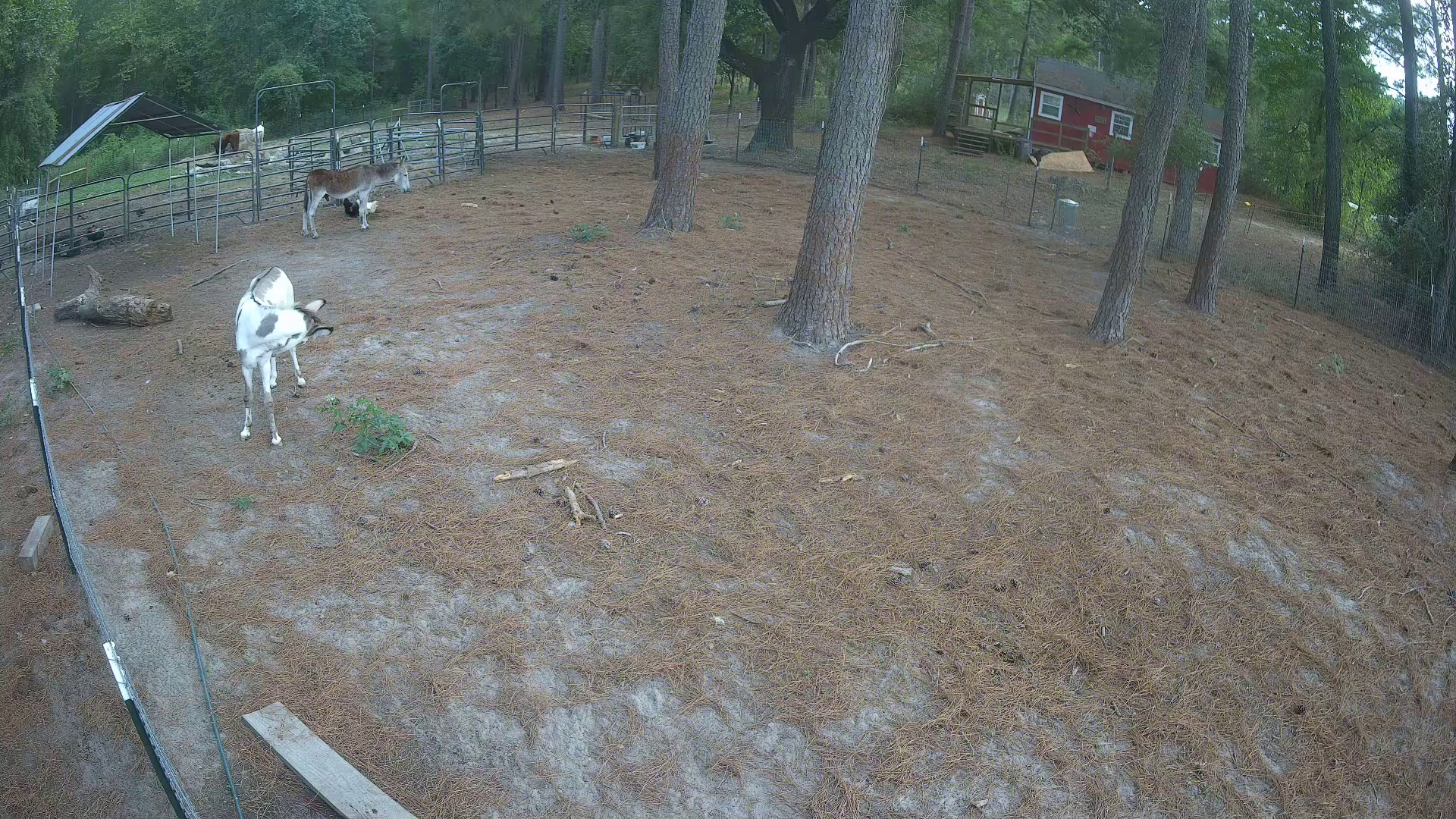 Donkeys standing around bored