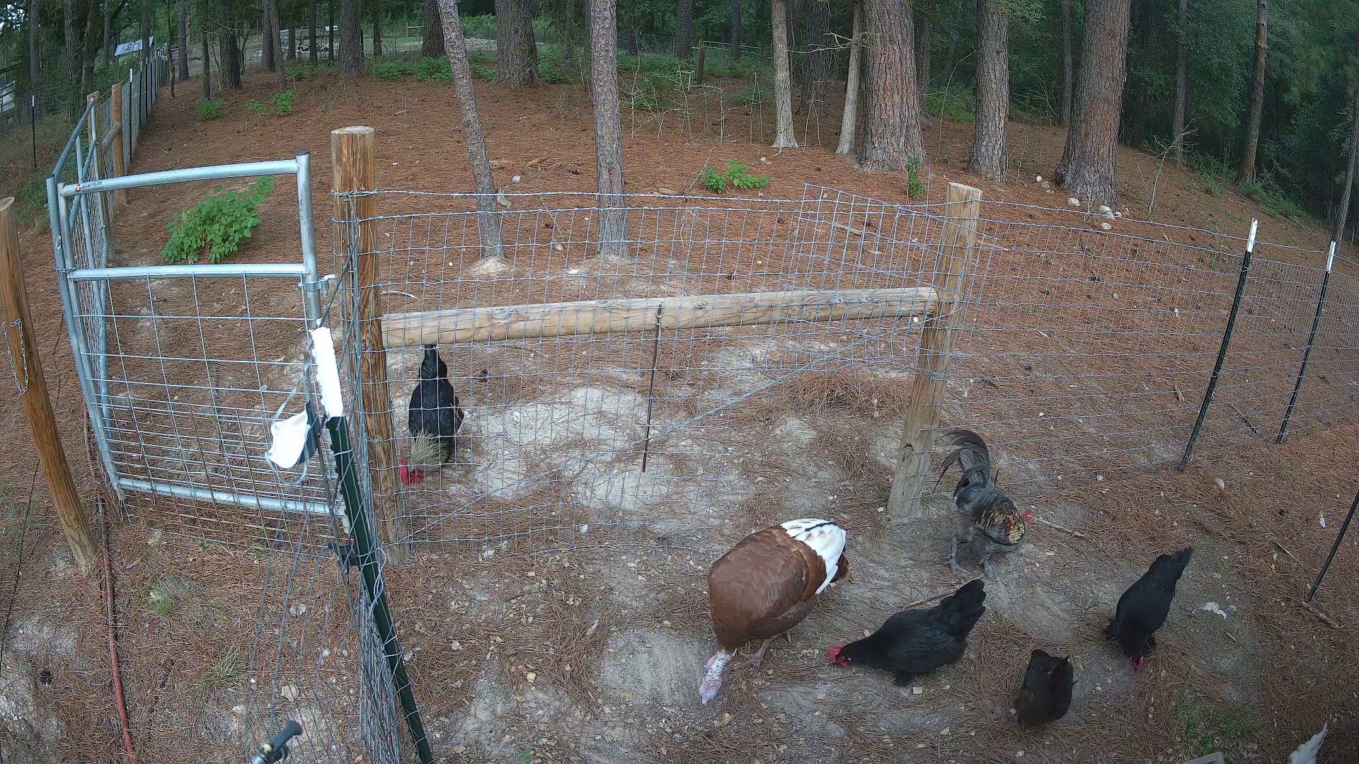 Turkey and chickens scratching away