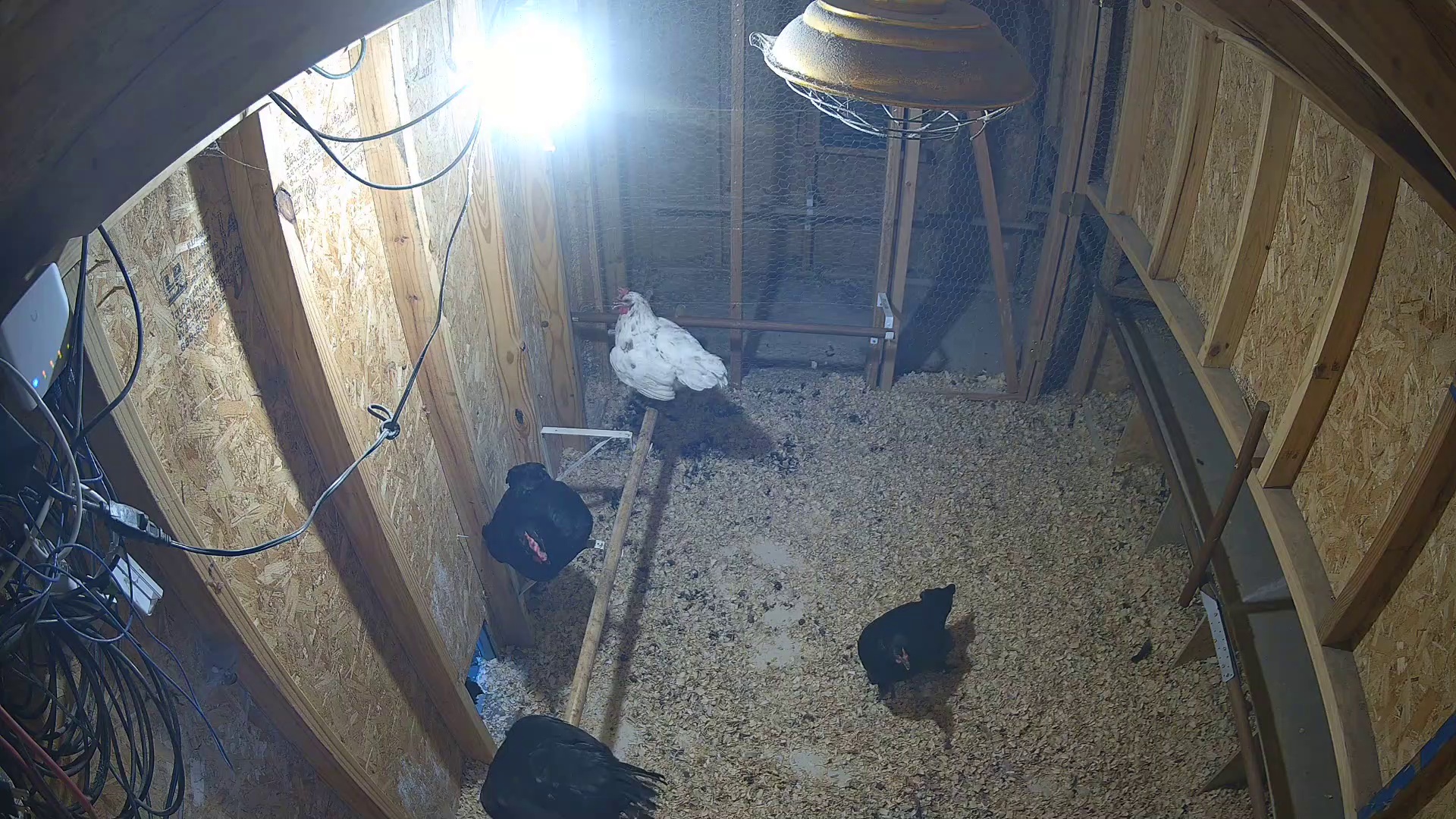 Four birds clocking into coop