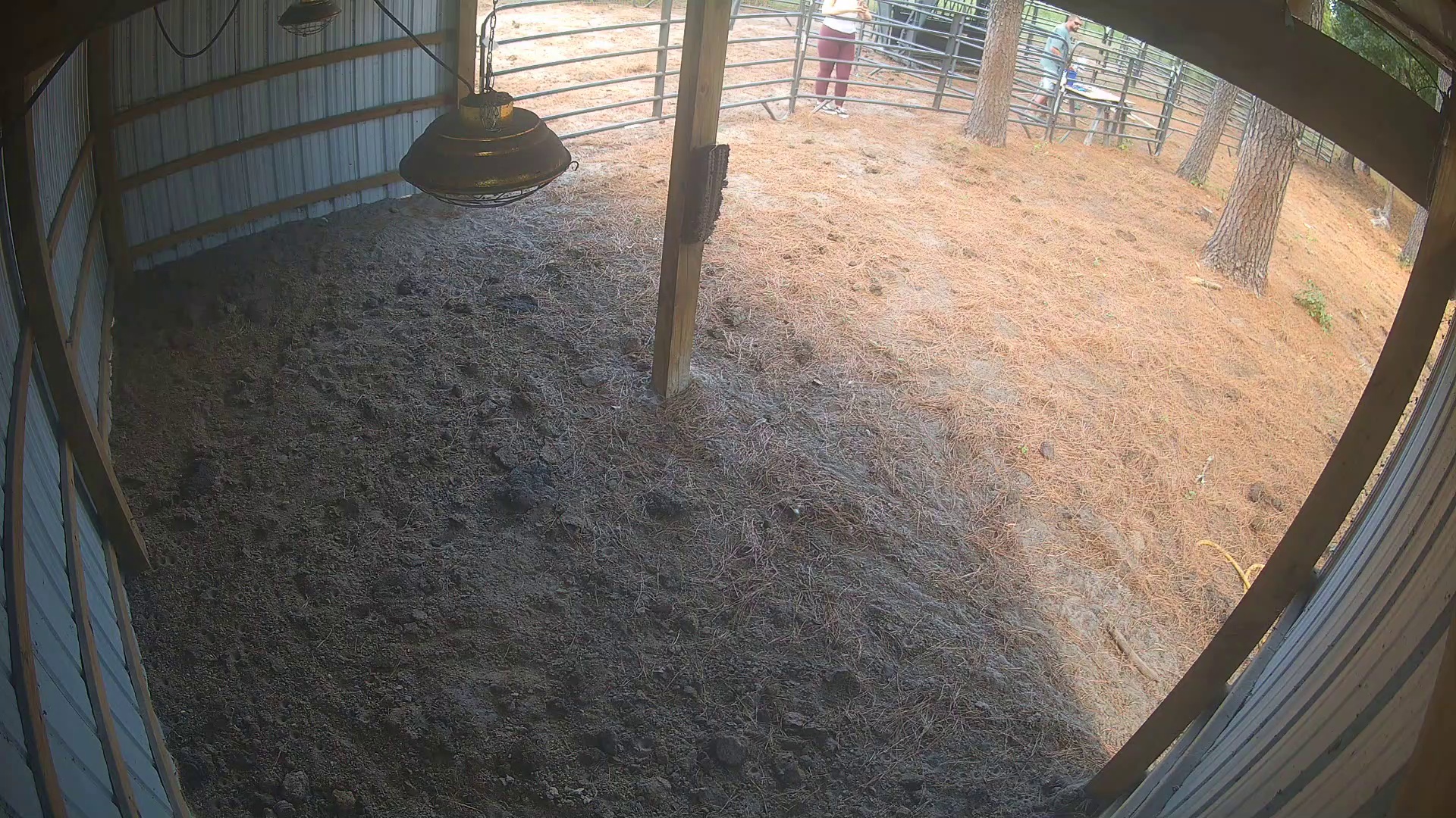Empty barn, folks doing chores