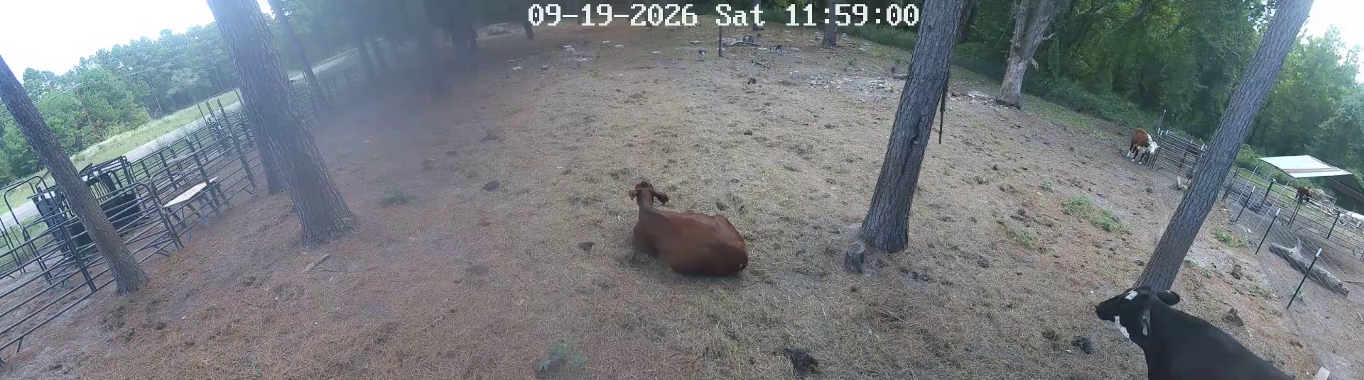 One cow already laid out