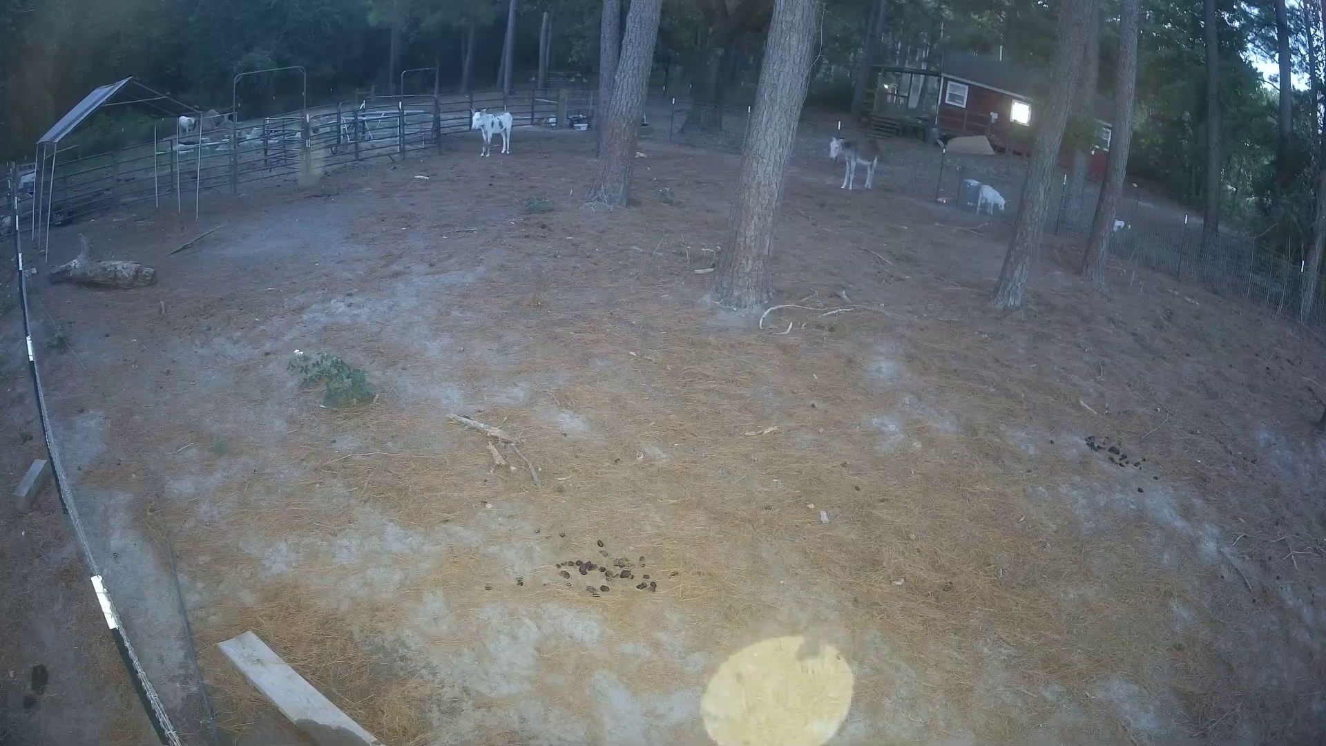 Donkey and goats just standing
