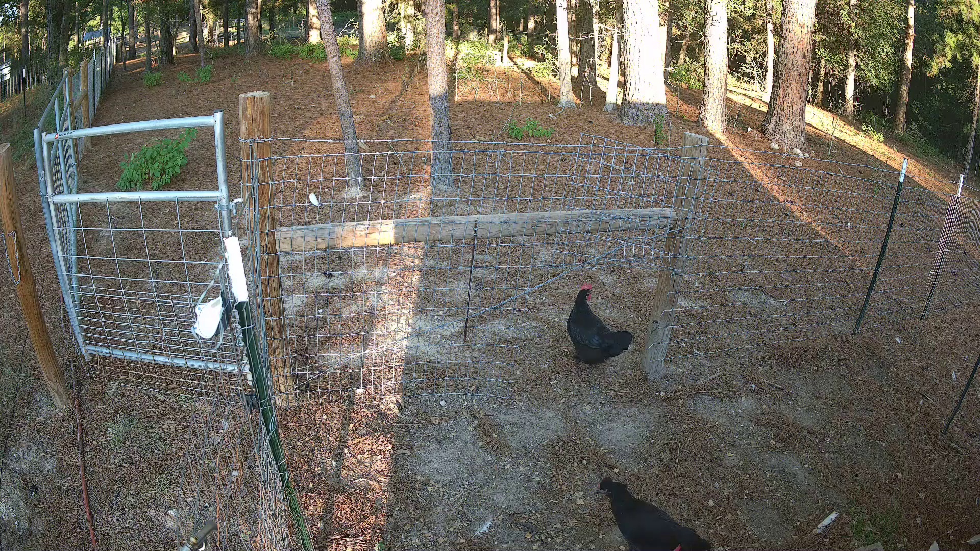 Two black hens on patrol