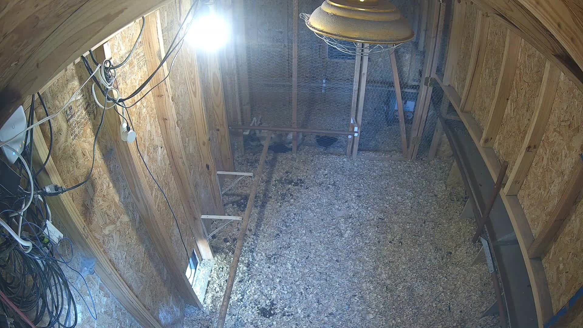 Couple chickens in the coop