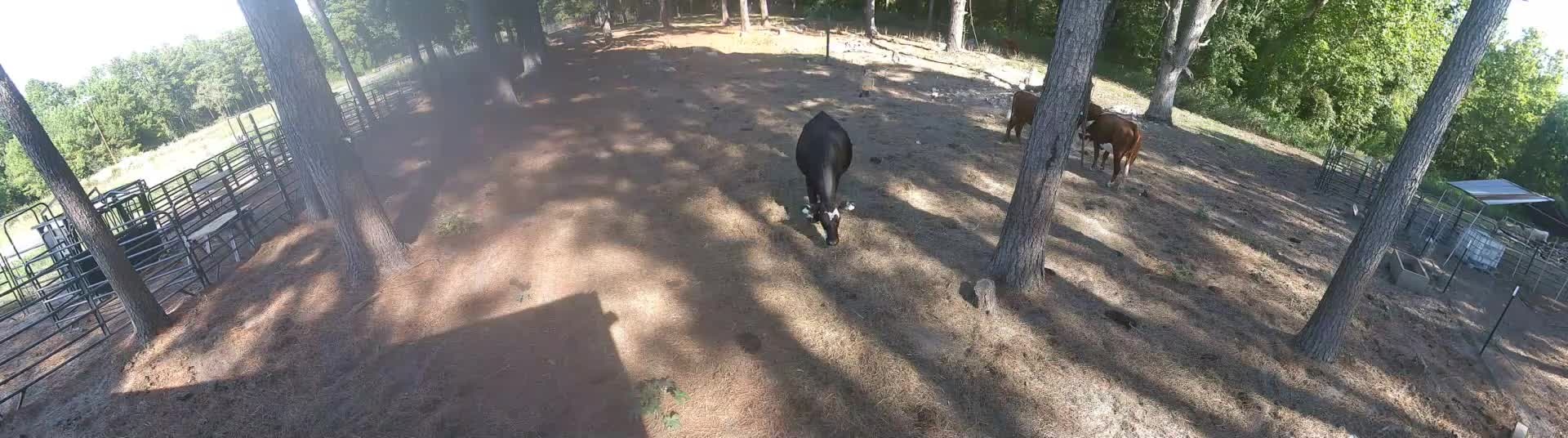 Cows grazing and moseying