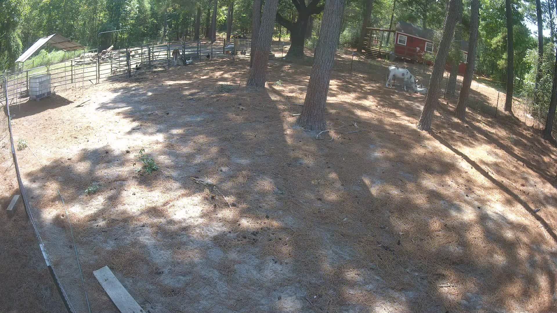 Donkey loafing in the pines