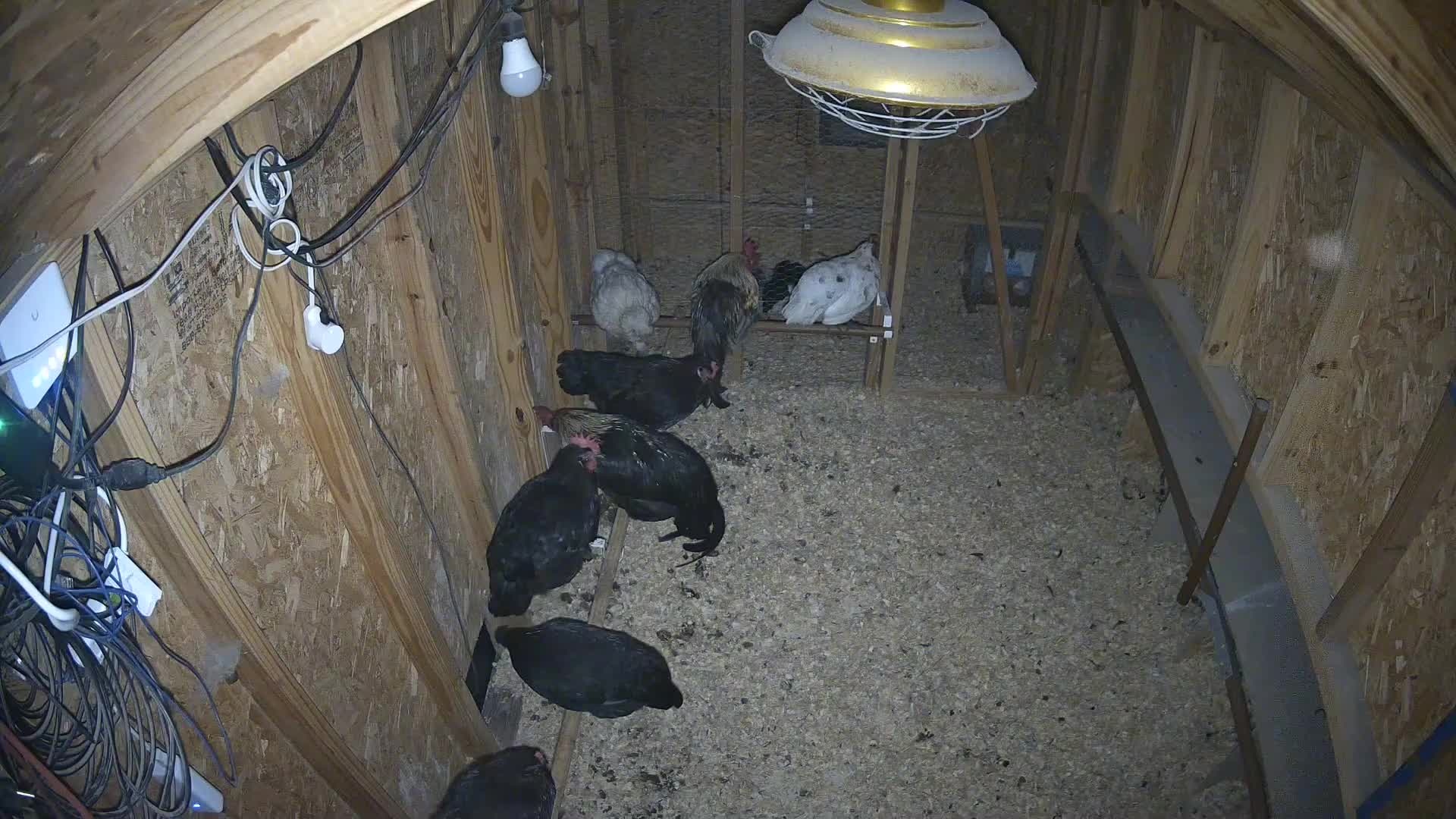 Coop's full of critters