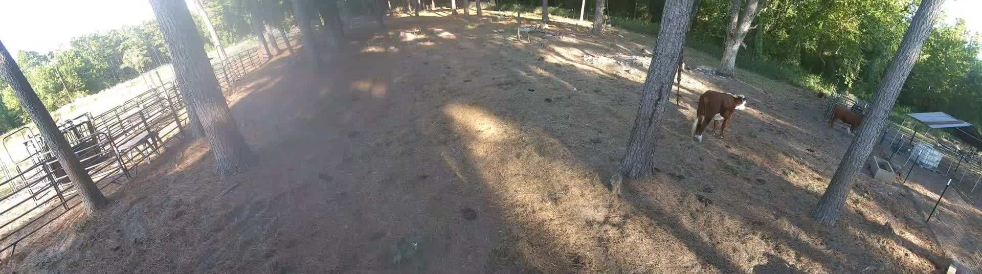 Two cows kickin' up dust