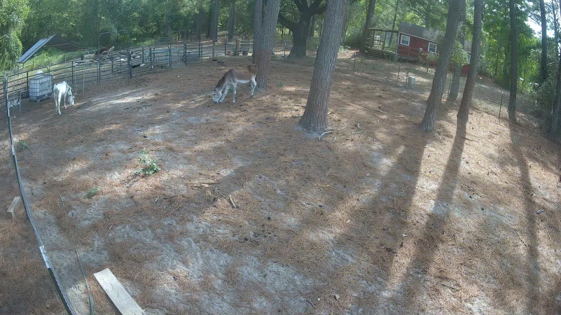 Donkey grazin' with the goat