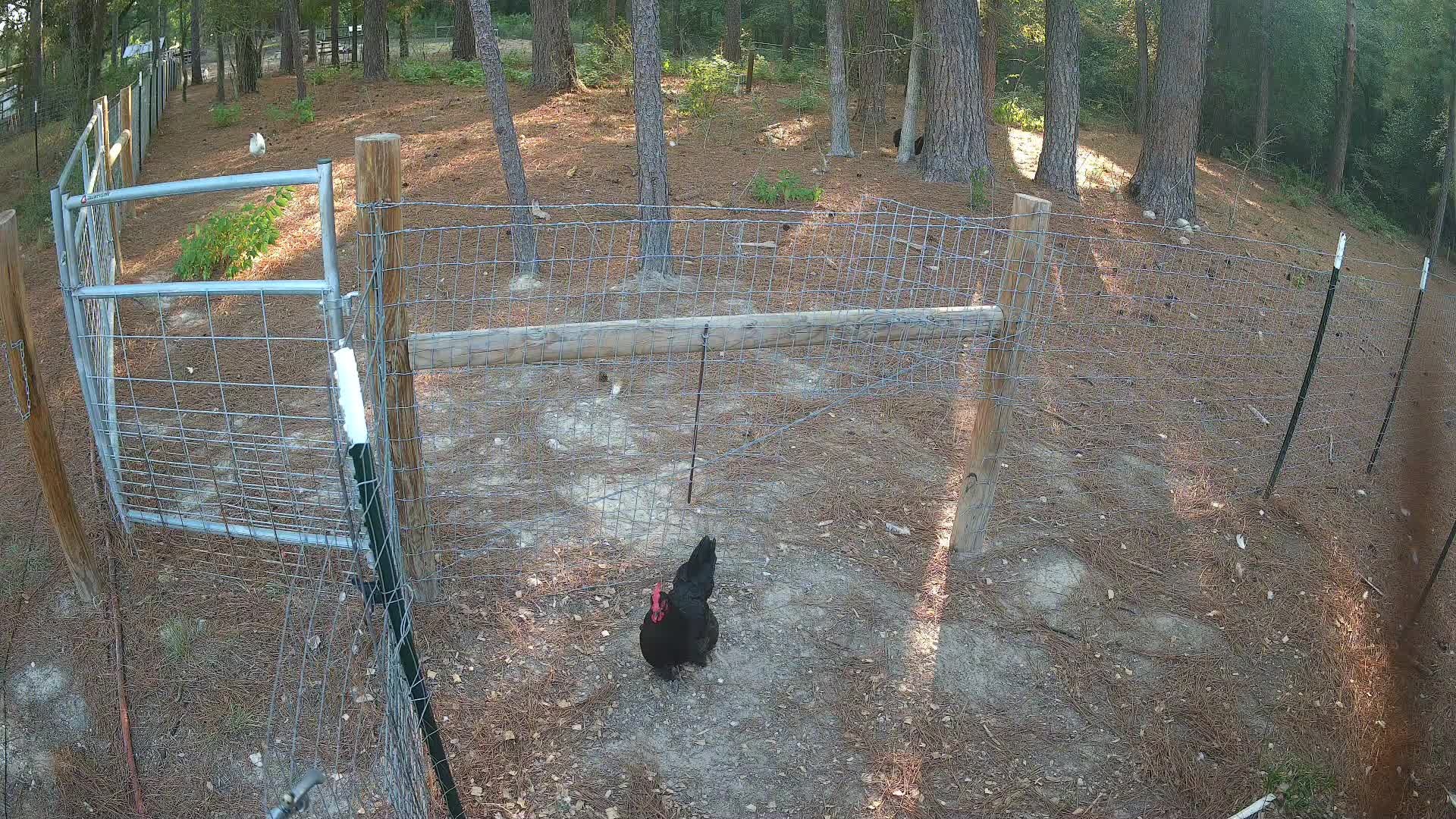 Black hen standin' her ground