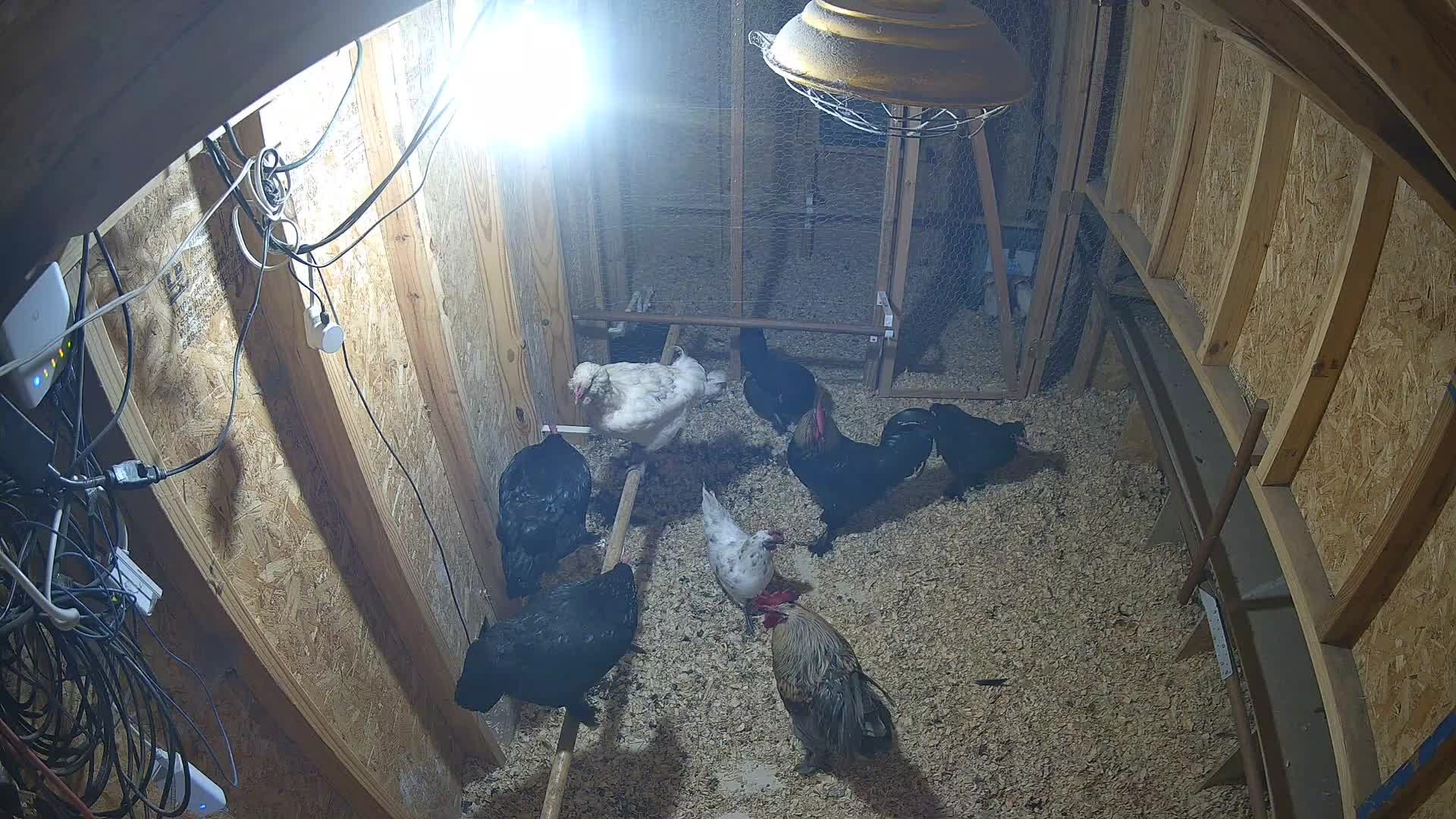 Coop chickens under the lamp