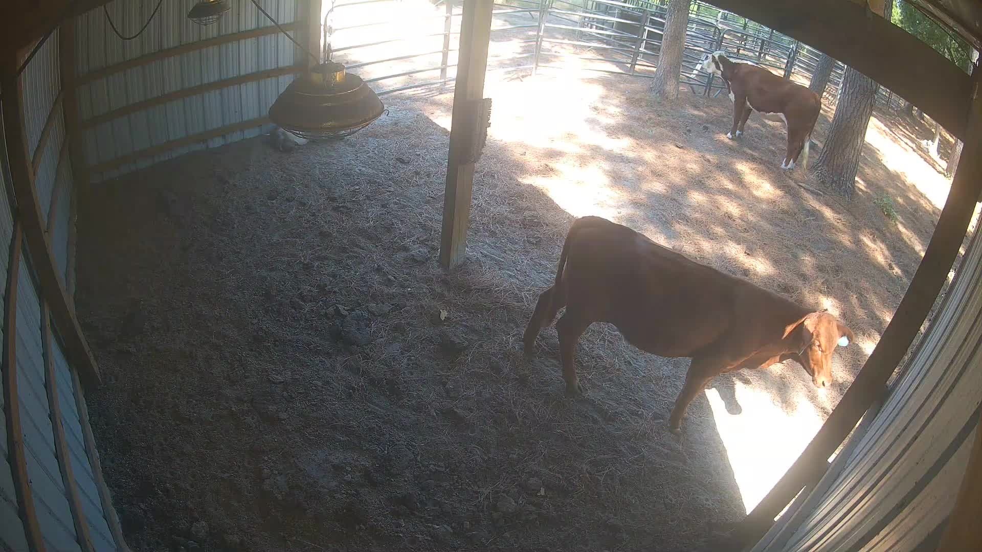 Cows inside the open barn
