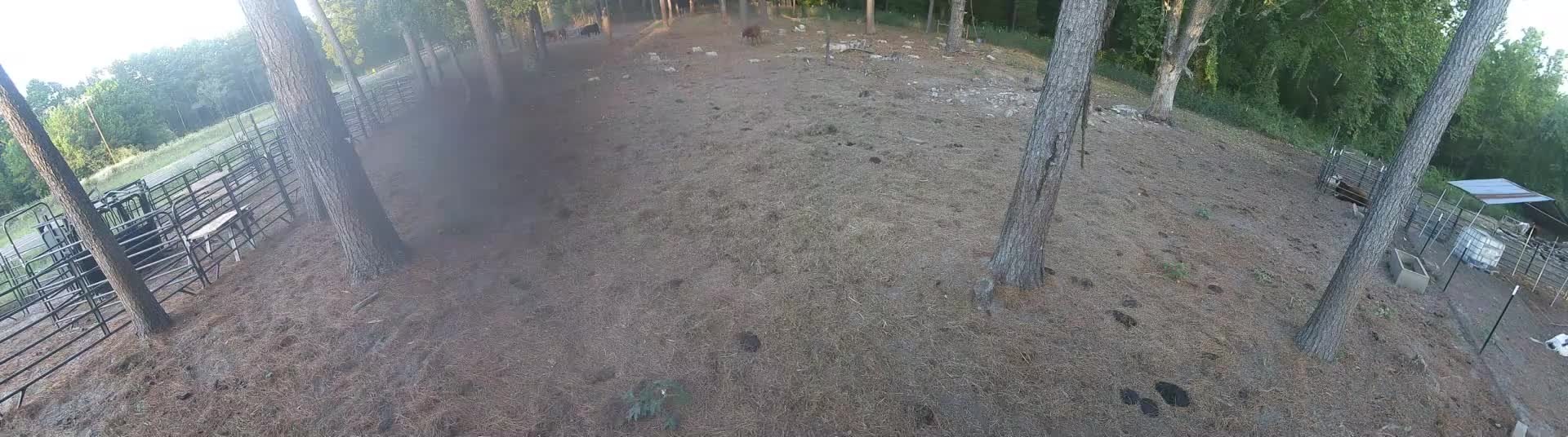 Wide pine pasture and corrals