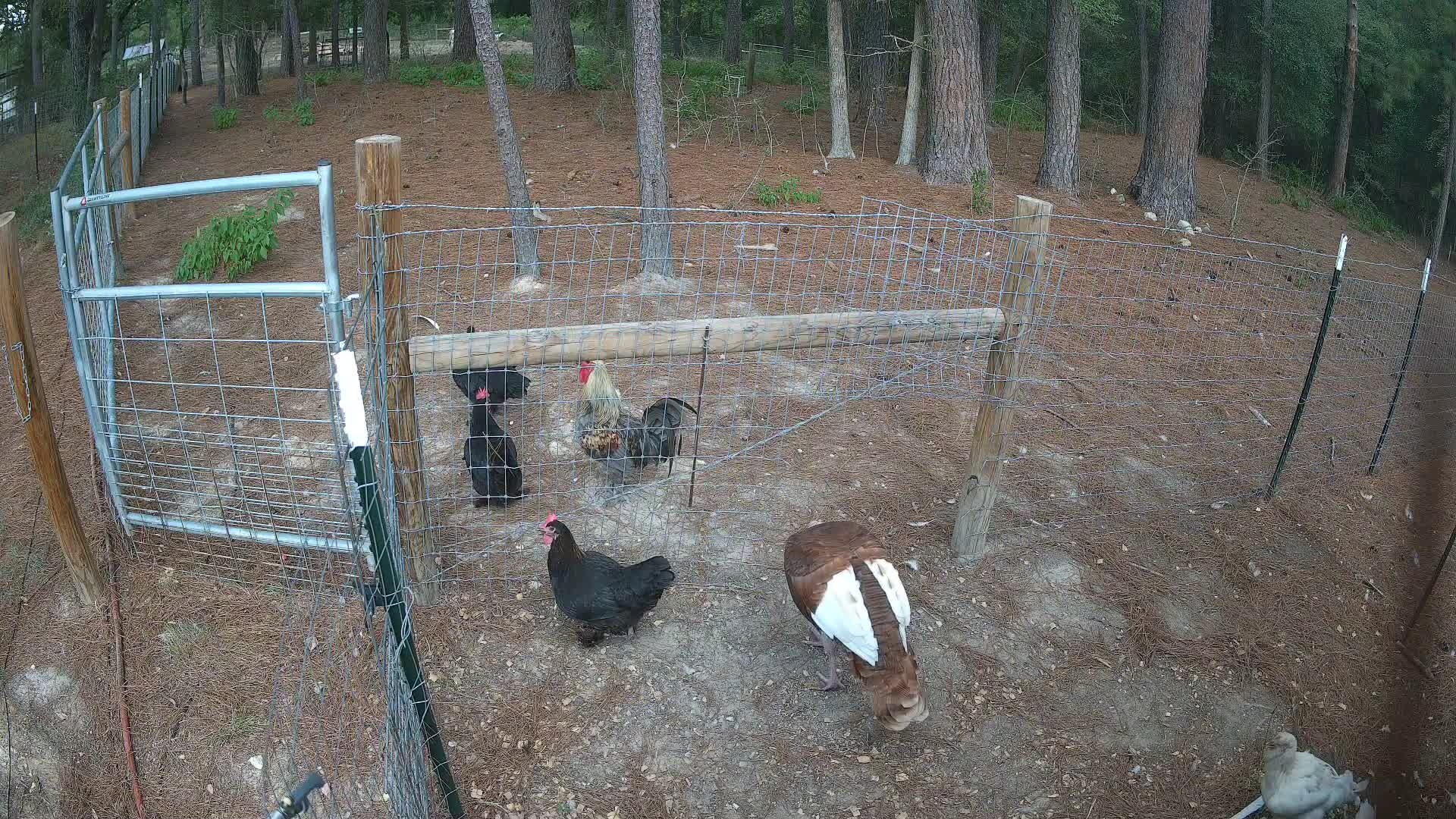 Chickens gathered at the fence