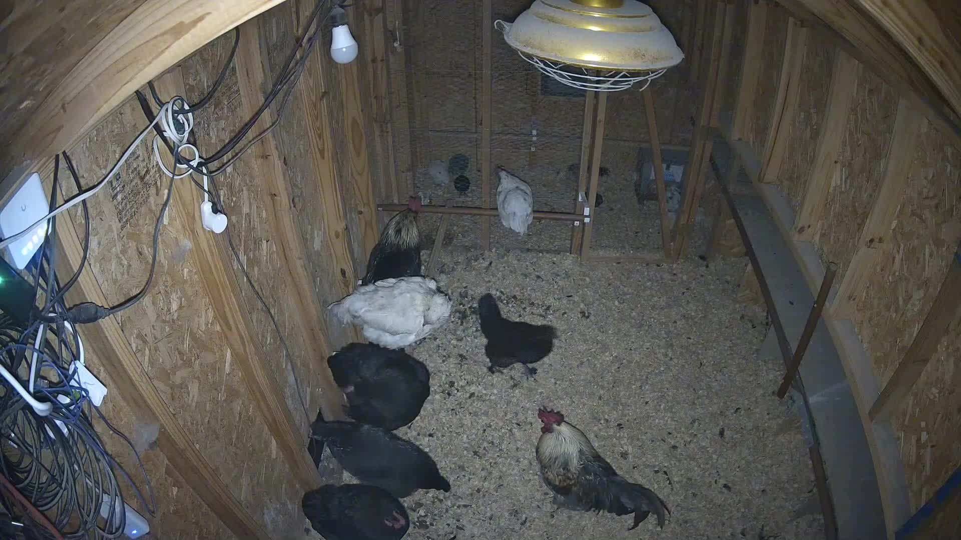 Chickens and rooster in coop