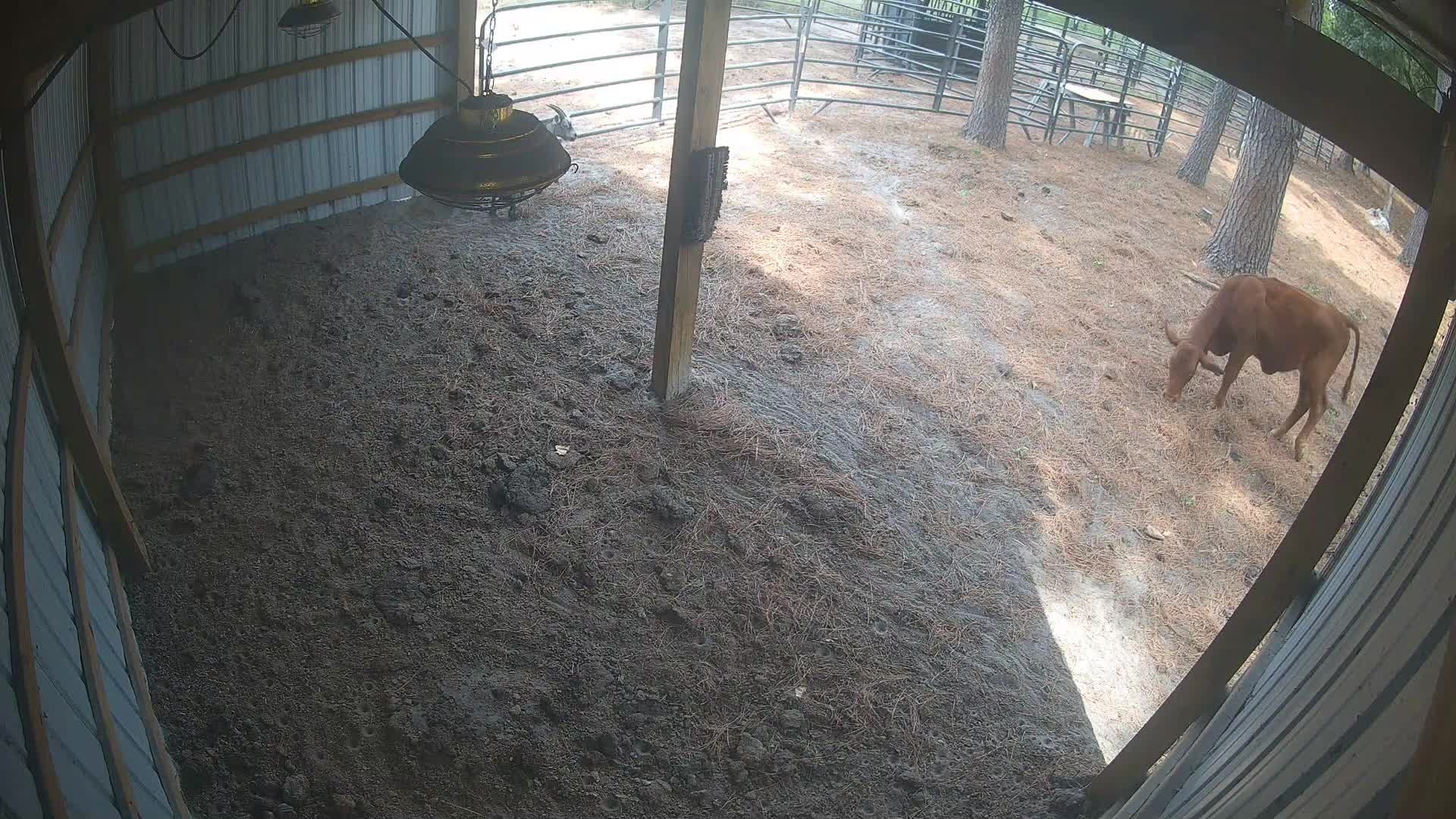 Brown cow walks by barn