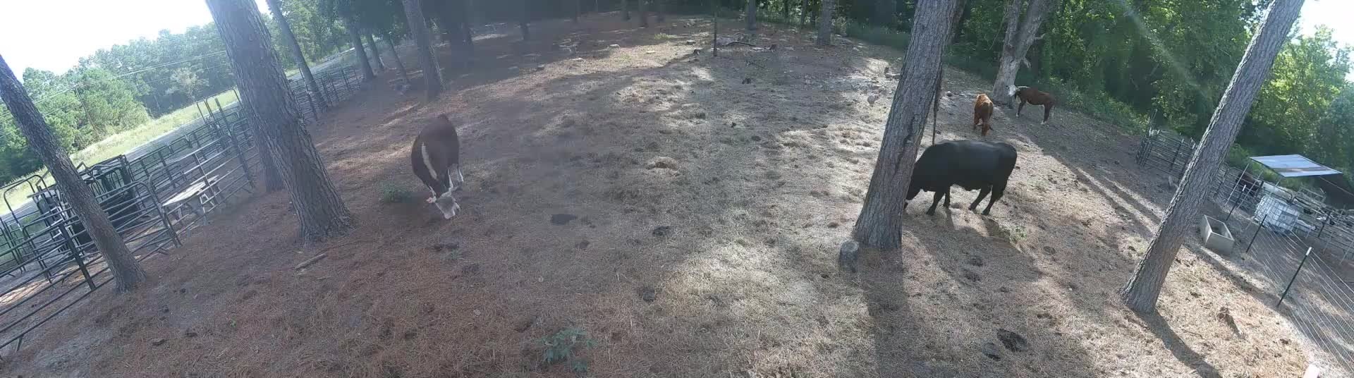 Cattle grazing in Pasture 1