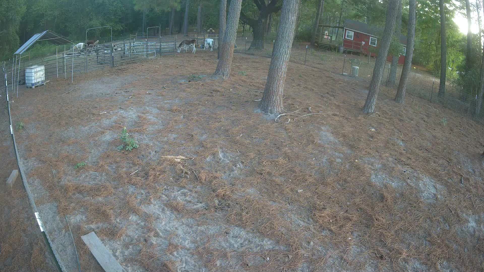 Donkeys standing by pine trees